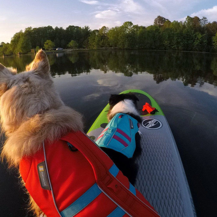 Como Practicar SUP (Stand Up Paddle Board) con tu Perro