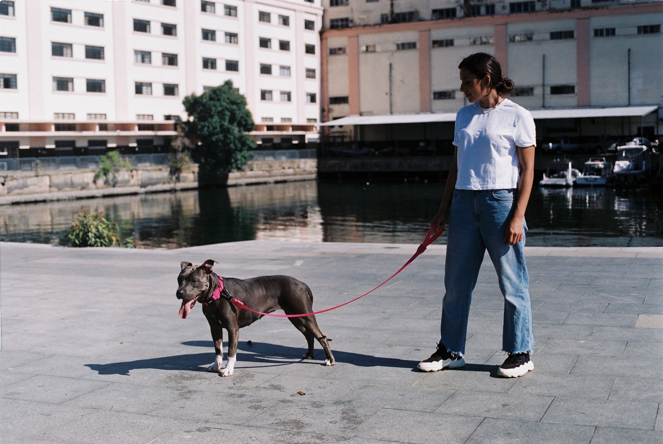 Correa para Perros Pink Led - Zee.Dog