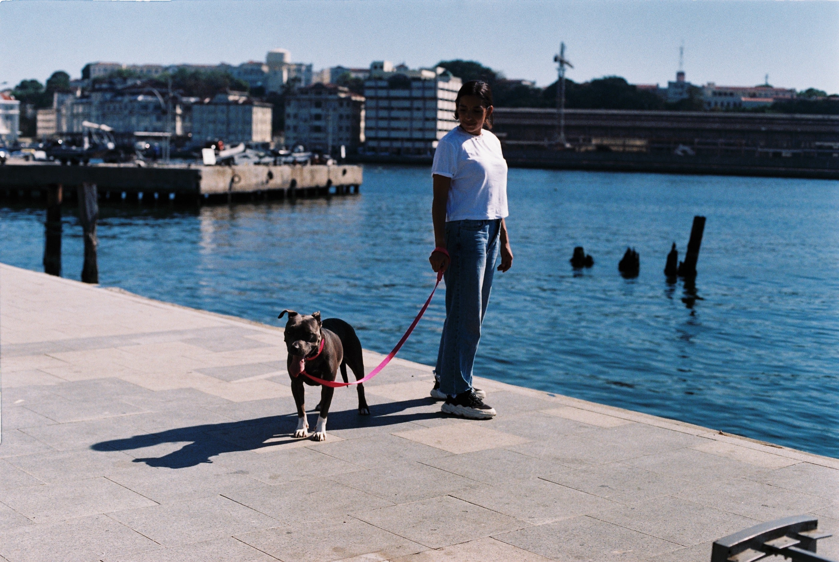 Correa para Perros Pink Led - Zee.Dog