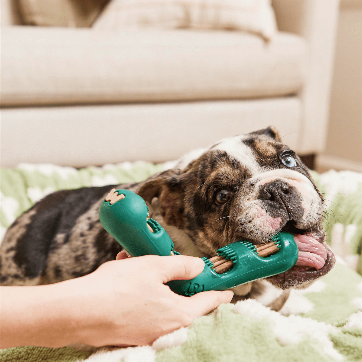 Bite n’ Brush Refills para Perros | Limpieza Dental Natural con Cada Mordida de Woof