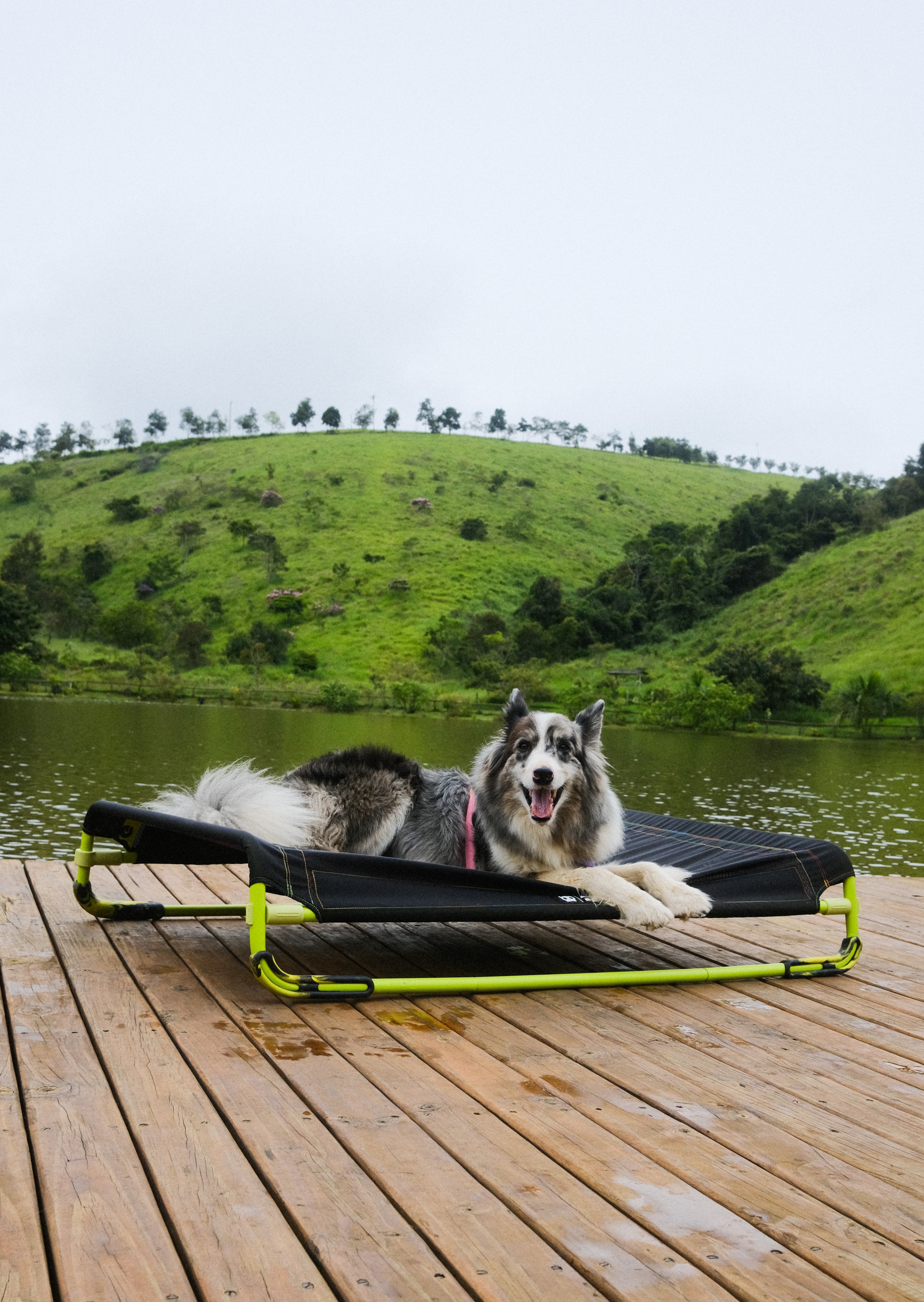 Air.Bed de Zee.Dog - Cama Elevada para Perros