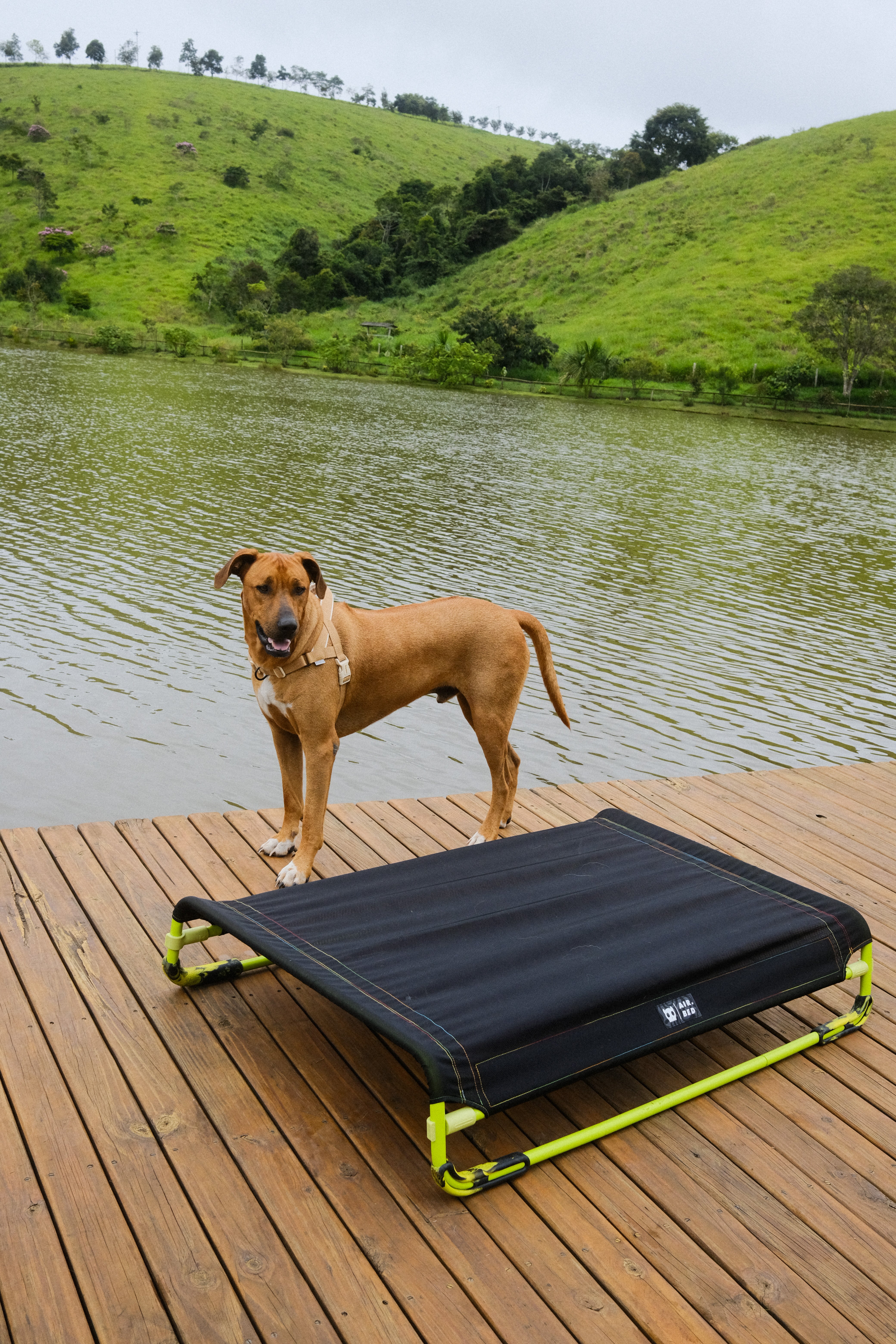 Air.Bed de Zee.Dog - Cama Elevada para Perros