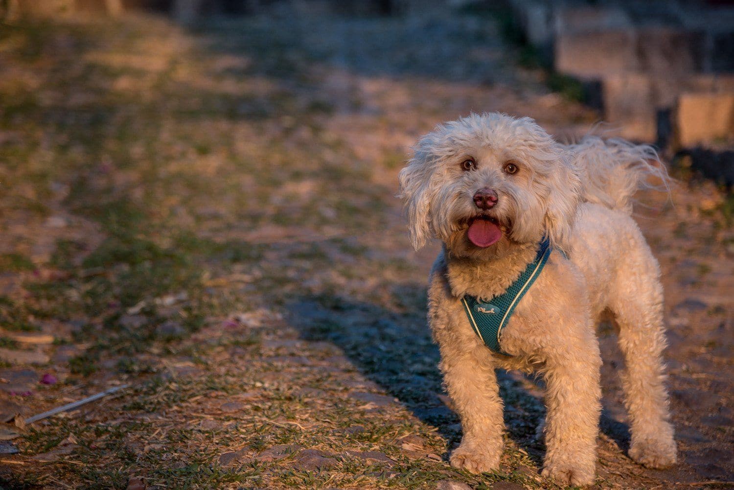 Plush Vest Air-Mesh Arnés/Pechera Para Perros Amarilla