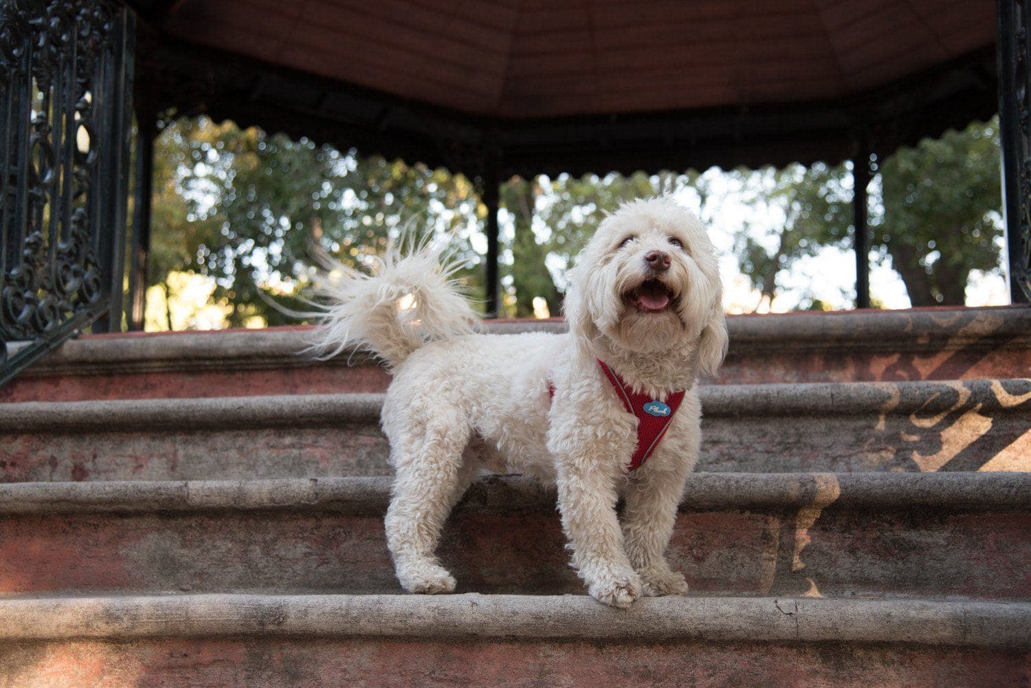 Plush Vest Air-Mesh Arnés/Pechera Para Perros Amarilla