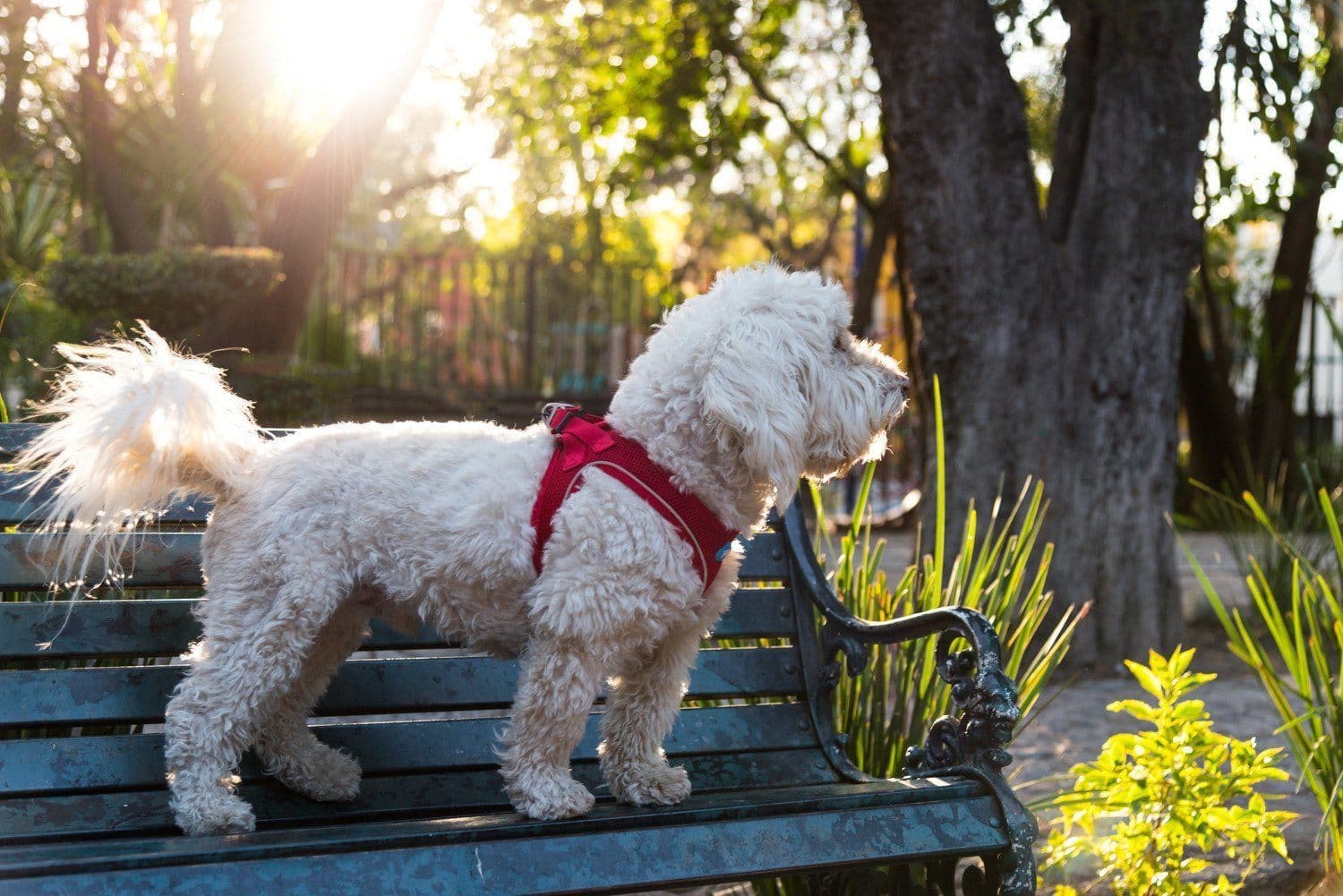 Plush Vest Air-Mesh Arnés/Pechera Para Perros Cafe