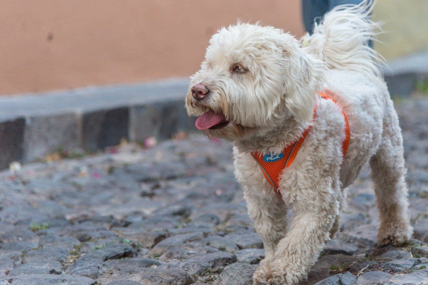 Plush Vest Air-Mesh Arnés/Pechera Para Perros Cafe