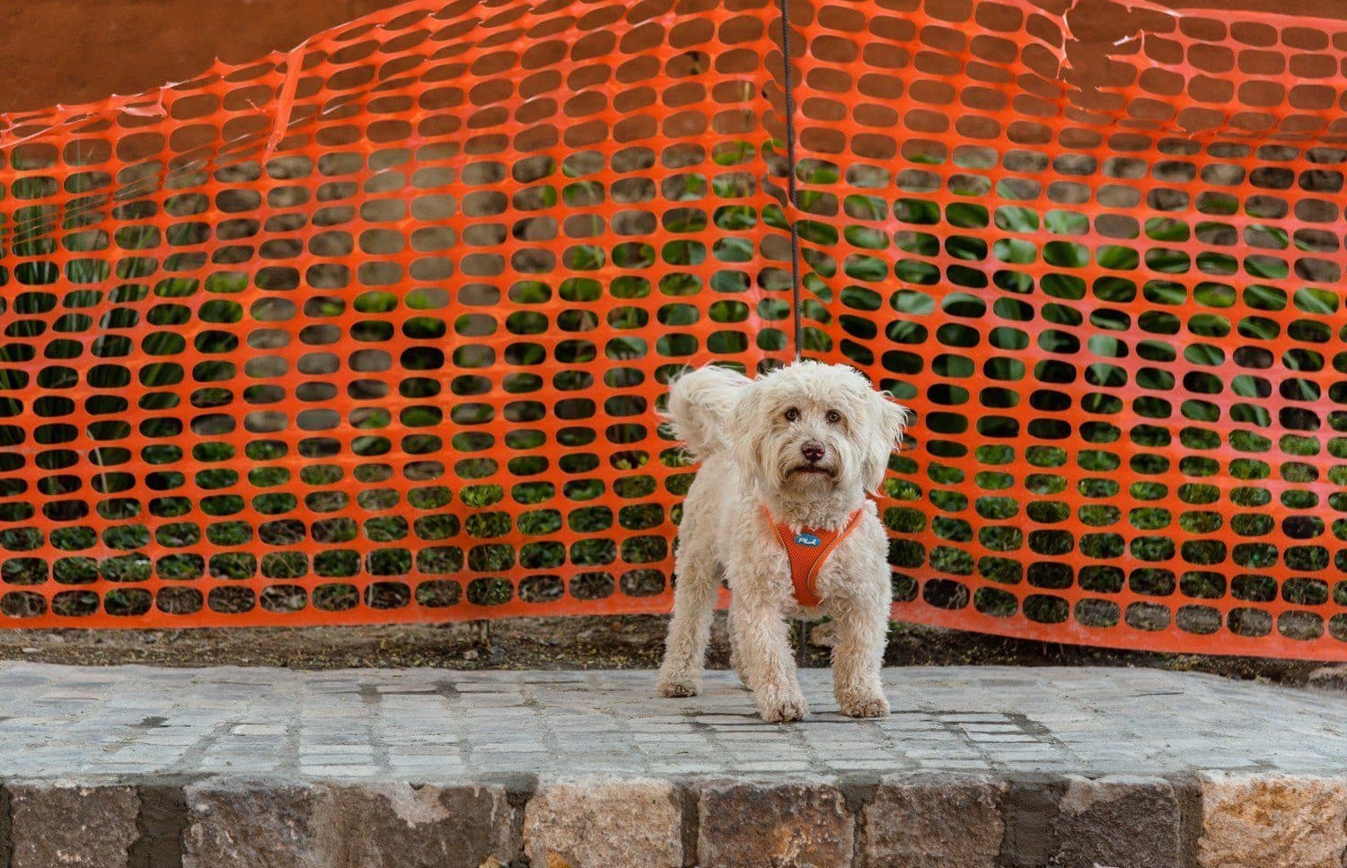 Plush Vest Air-Mesh Arnés/Pechera Para Perros Amarilla