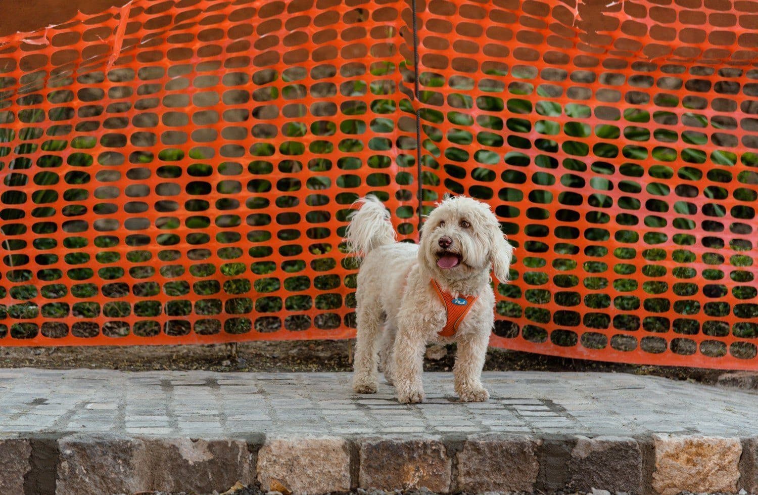 Plush Vest Air-Mesh Arnés/Pechera Para Perros Amarilla