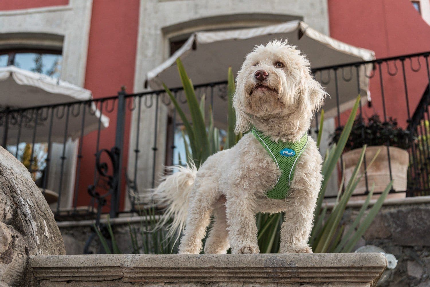 Plush Vest Air-Mesh Arnés/Pechera Para Perros Cafe