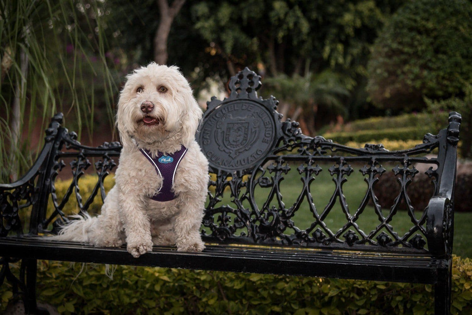 Plush Vest Air-Mesh Arnés/Pechera Para Perros Amarilla