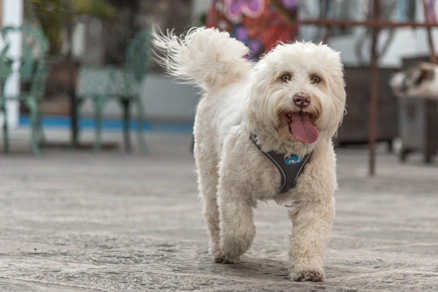 Plush Vest Air-Mesh Arnés/Pechera Para Perros Amarilla