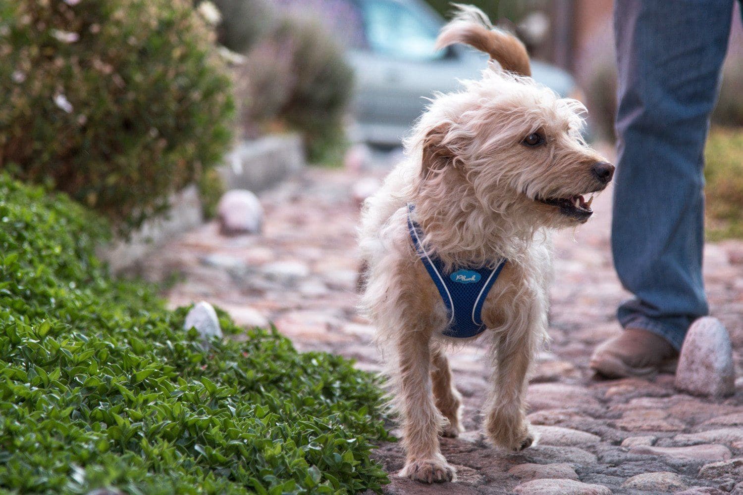 Plush Vest Air-Mesh Arnés/Pechera Para Perros Amarilla