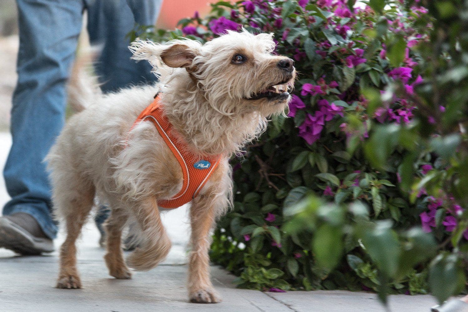 Plush Vest Air-Mesh Arnés/Pechera Para Perros Amarilla