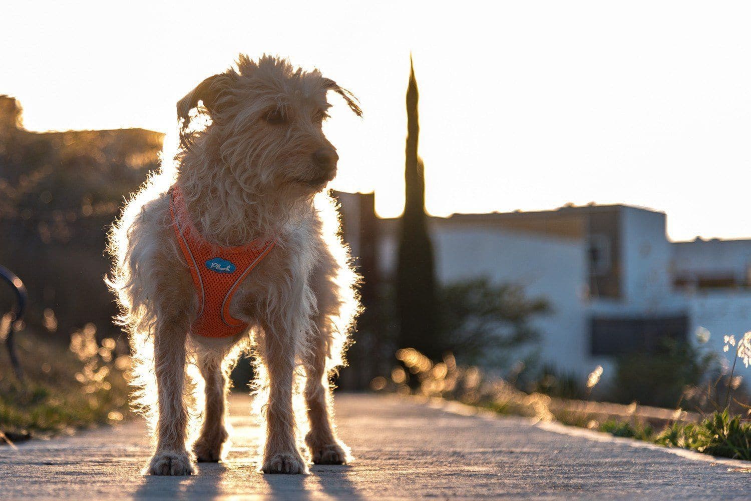 Plush Vest Air-Mesh Arnés/Pechera Para Perros Amarilla