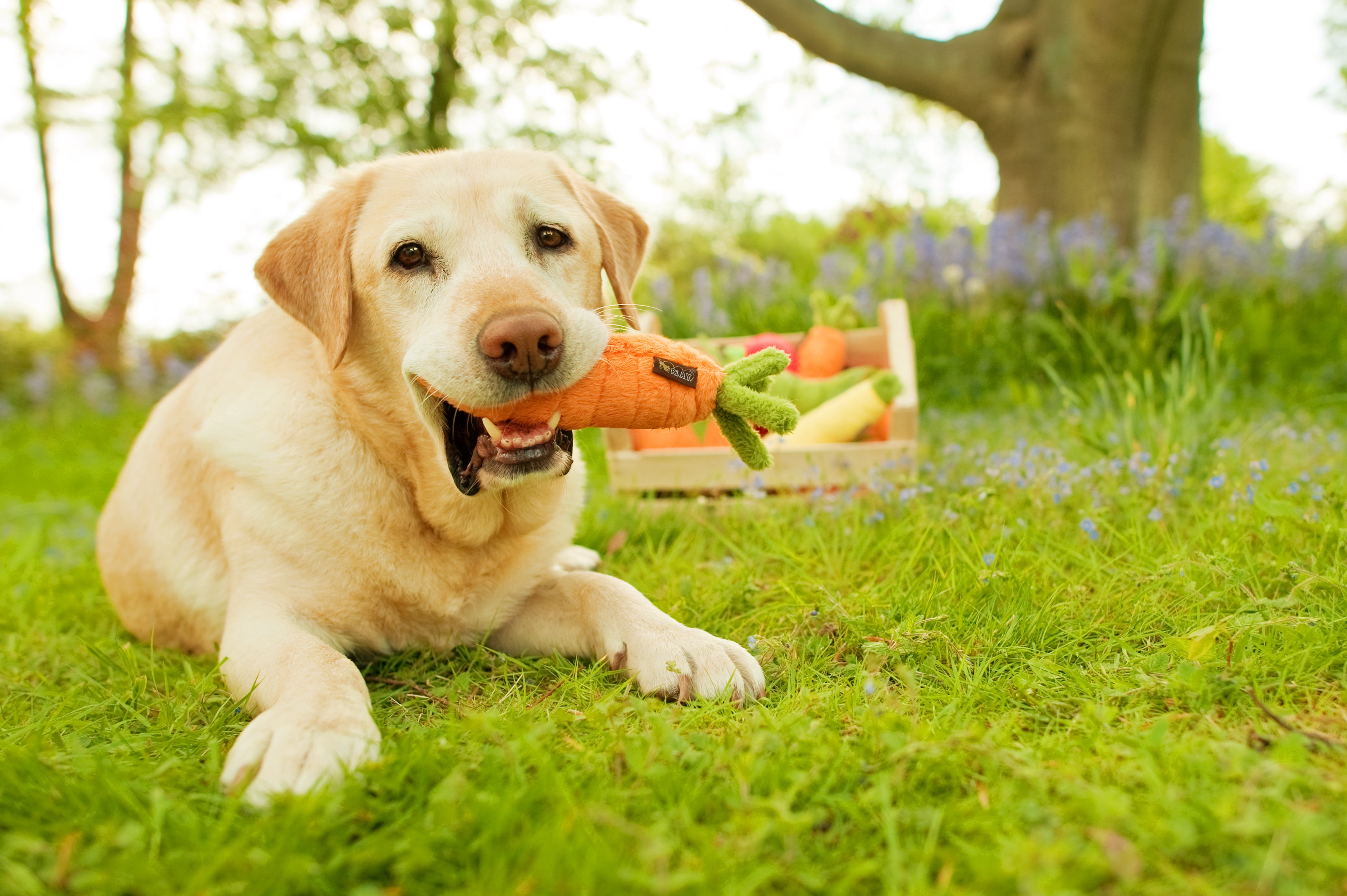 La Zanahoria - Juguete de Peluche para Perros Garden Fresh™ | Pet P.L.A.Y.