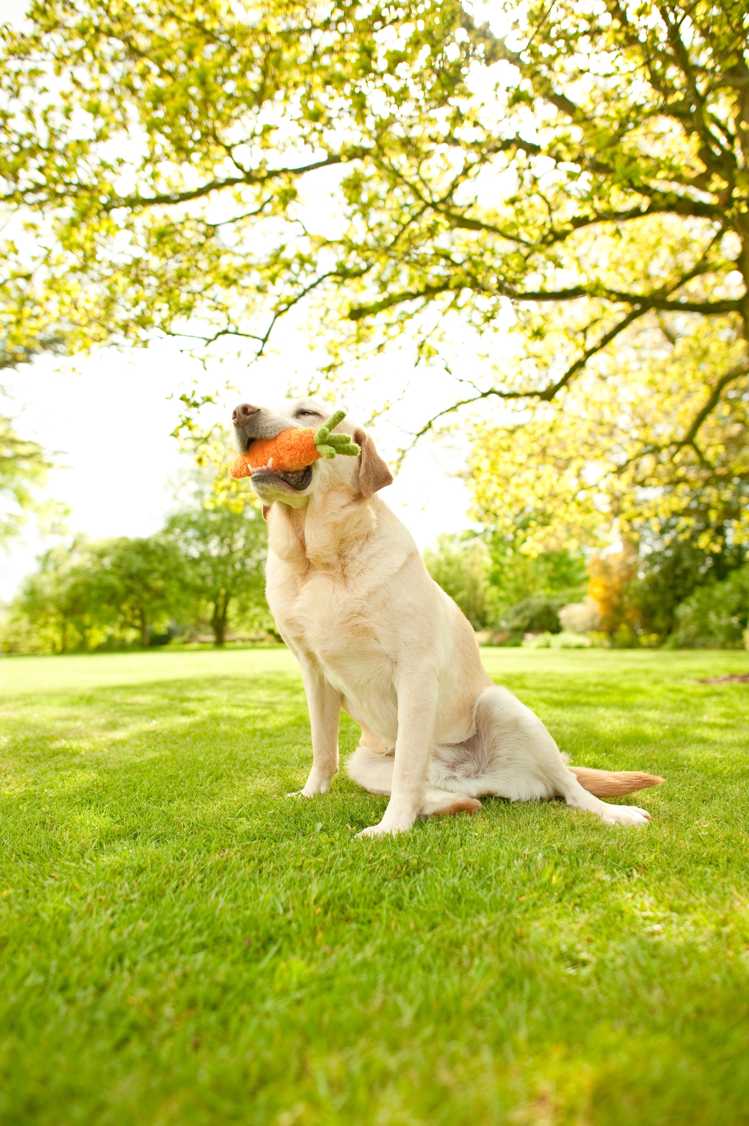 La Zanahoria - Juguete de Peluche para Perros Garden Fresh™ | Pet P.L.A.Y.