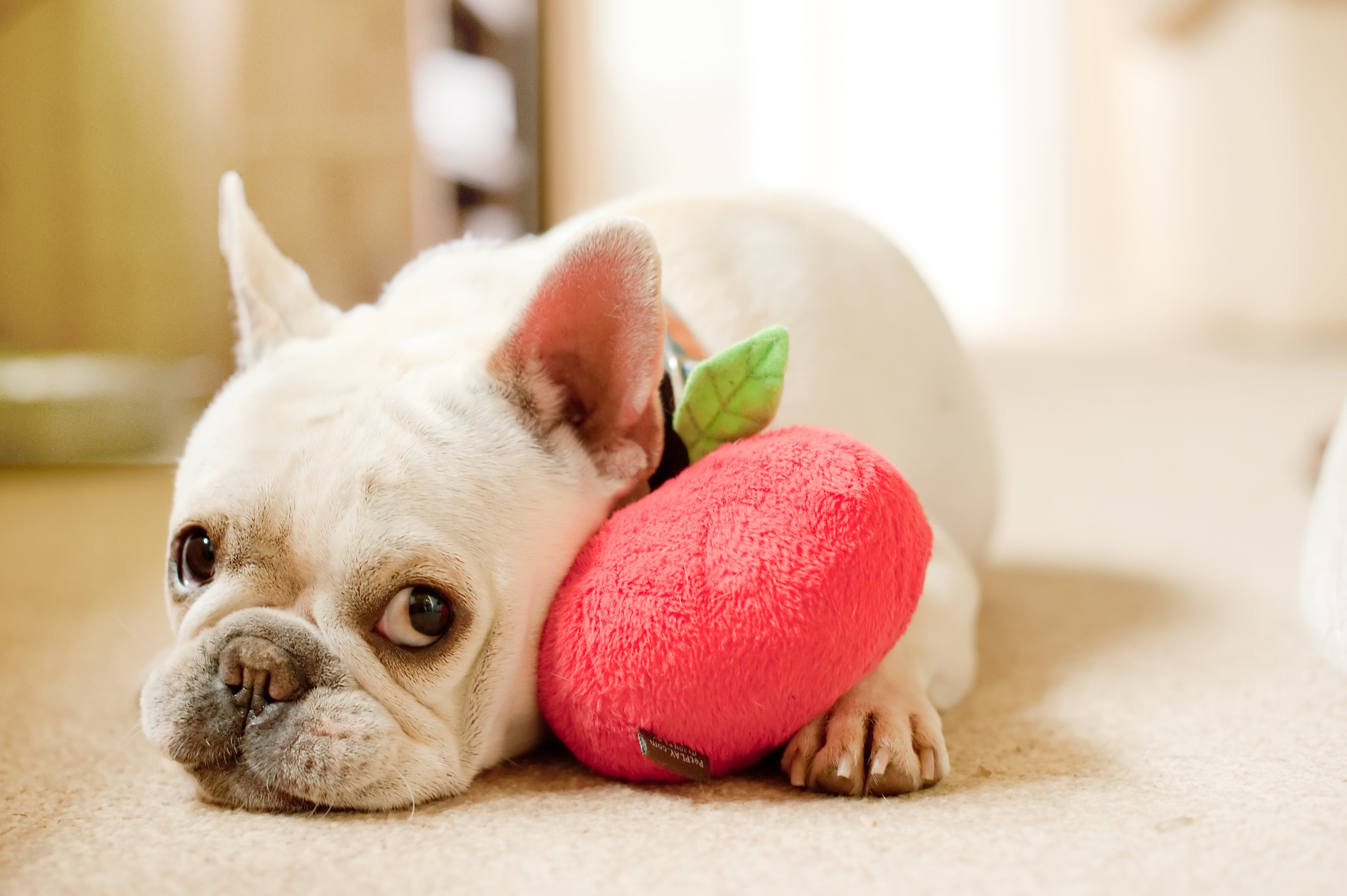 La Manzana - Juguete de Peluche para Perros Garden Fresh™ | Pet P.L.A.Y.