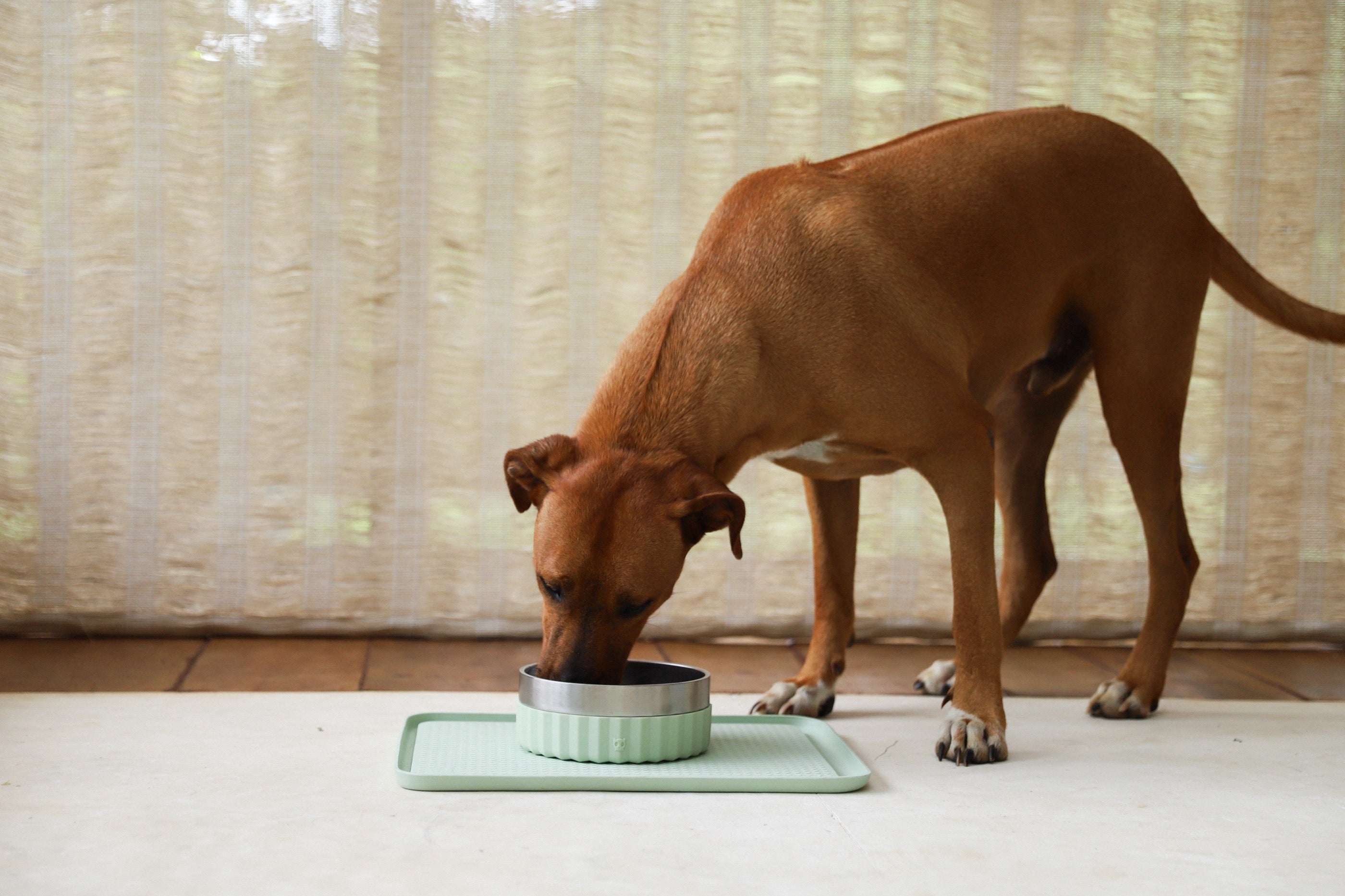 Zee.Mat Sage - Tapete para Platos con Barrera contra Hormigas de Zee.Dog