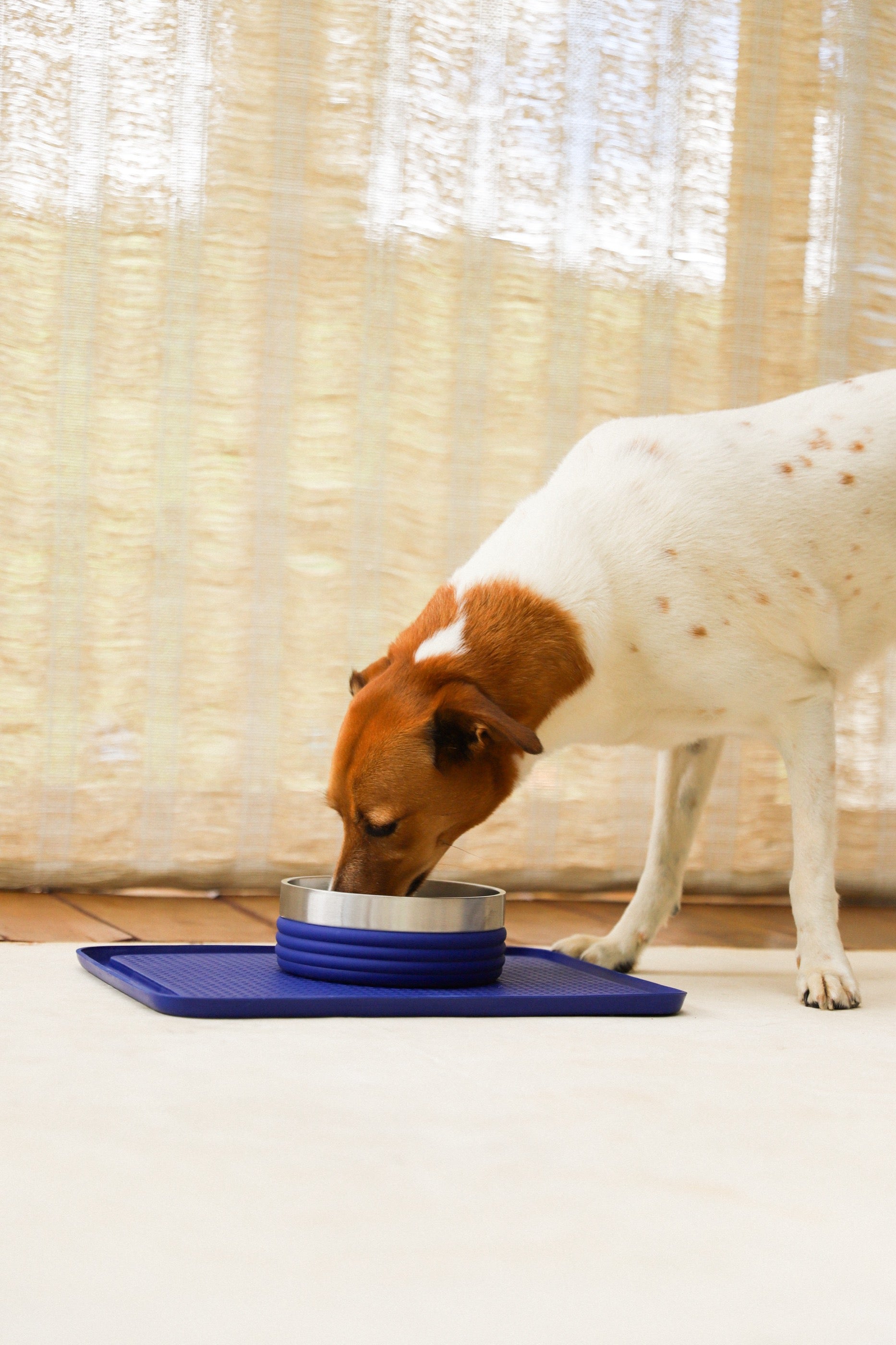 Plato Tuff Bowl Rings Azul de Zee.Dog