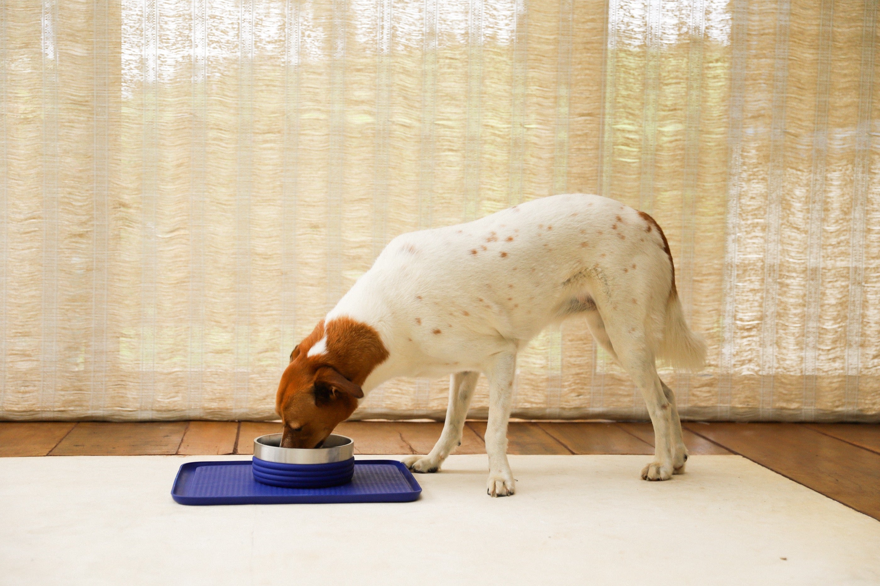 Plato Tuff Bowl Rings Azul de Zee.Dog