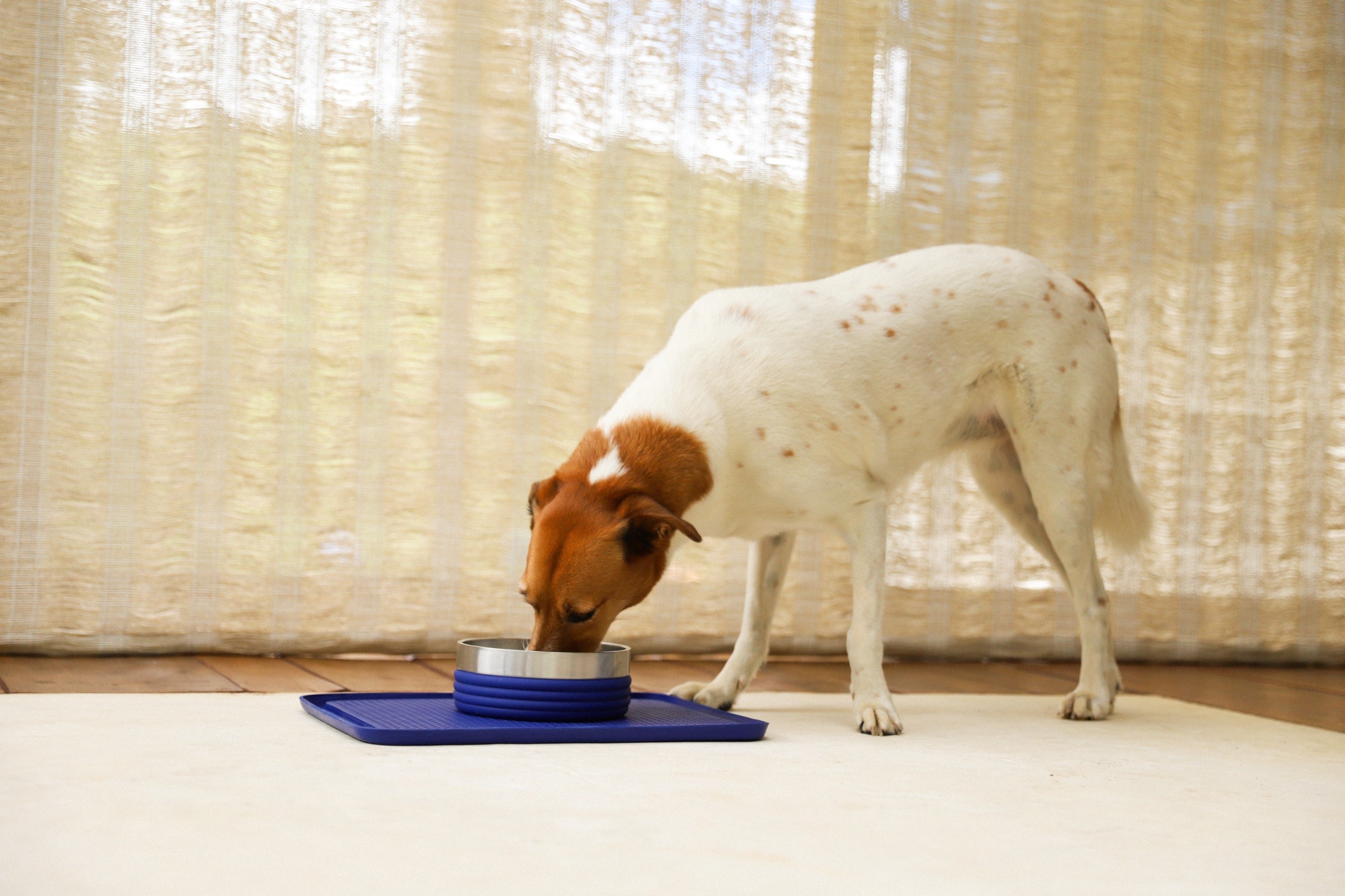 Plato Tuff Bowl Rings Azul de Zee.Dog