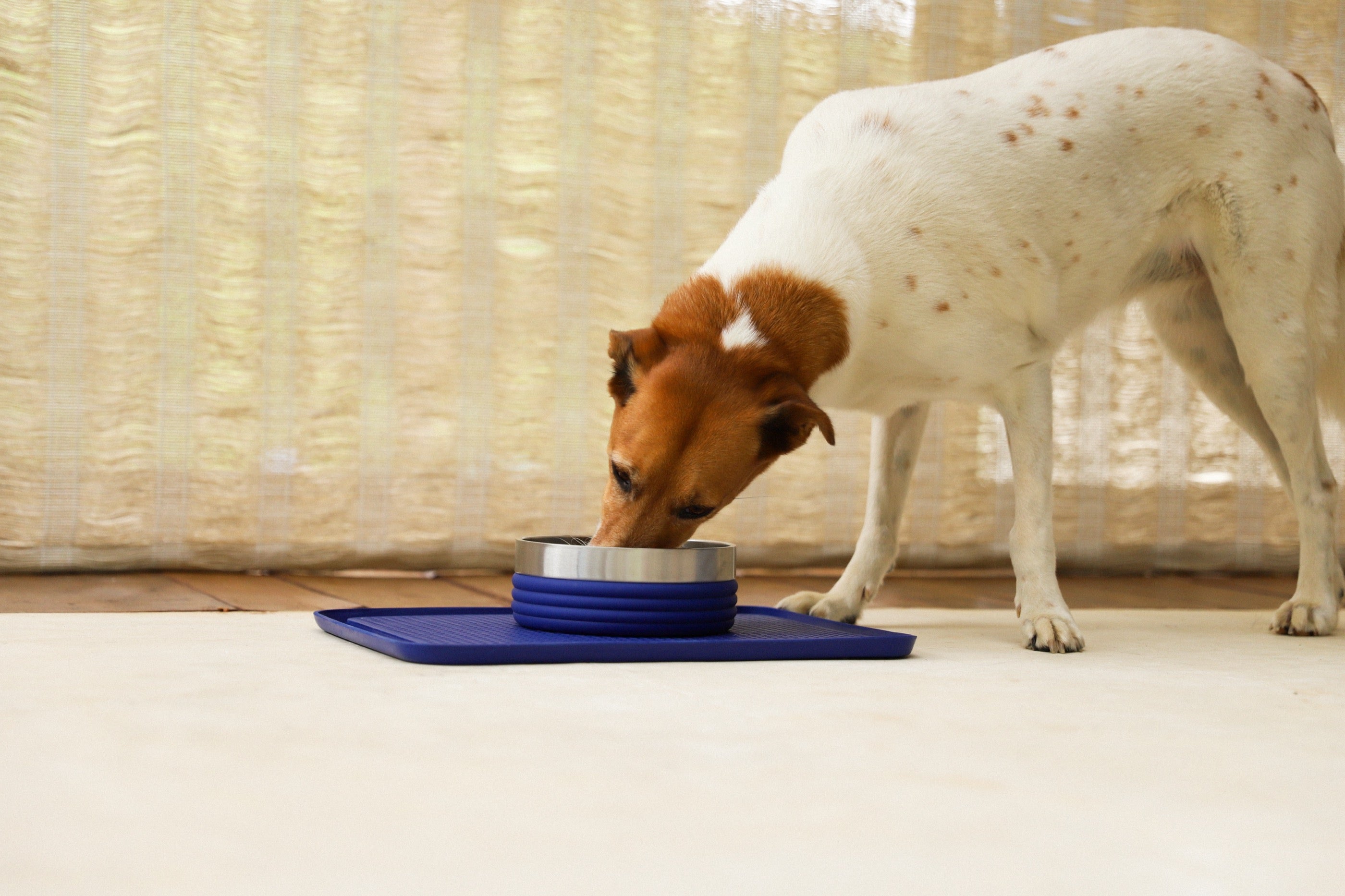 Plato Tuff Bowl Rings Azul de Zee.Dog