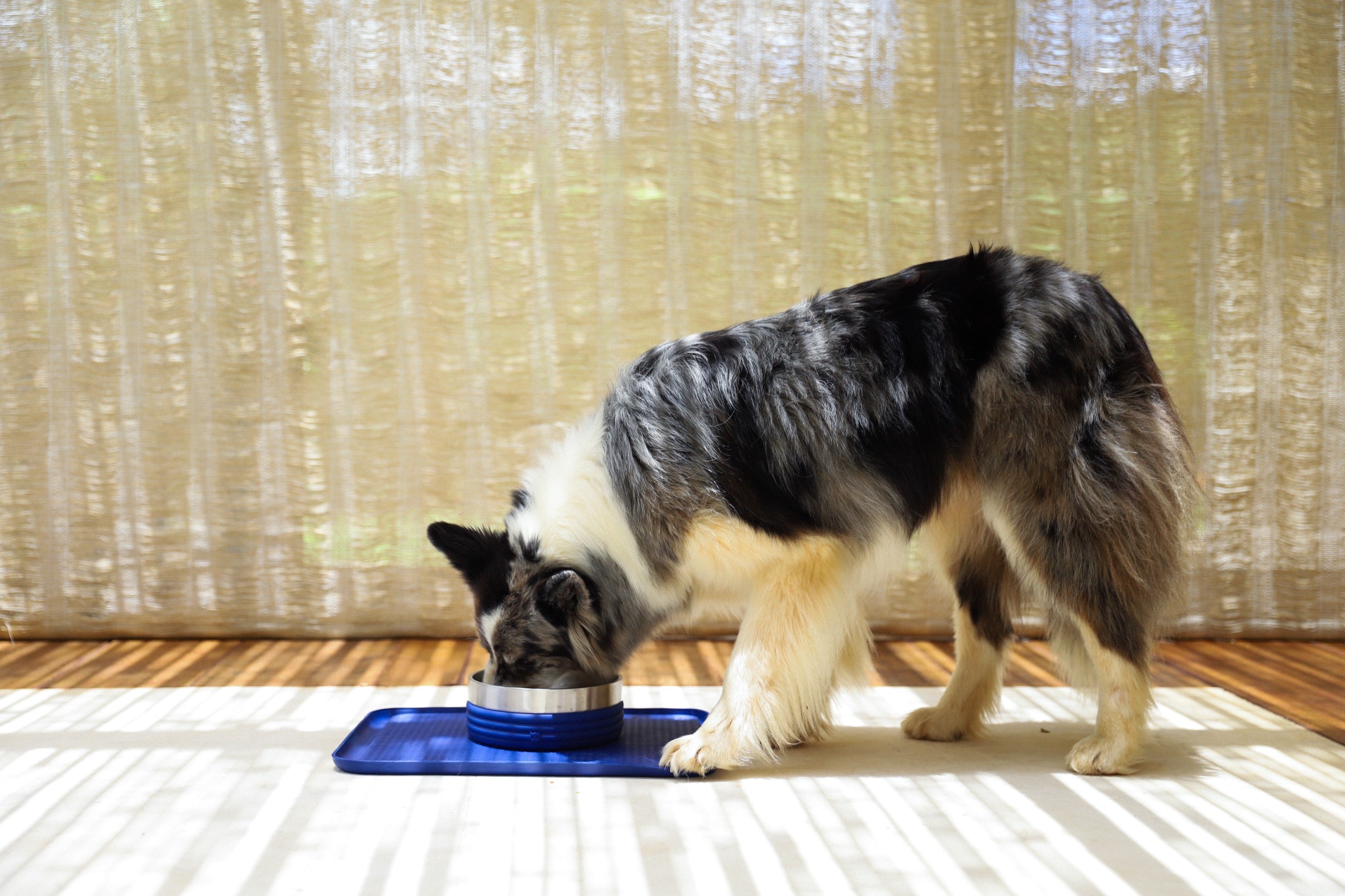 Plato Tuff Bowl Rings Azul de Zee.Dog