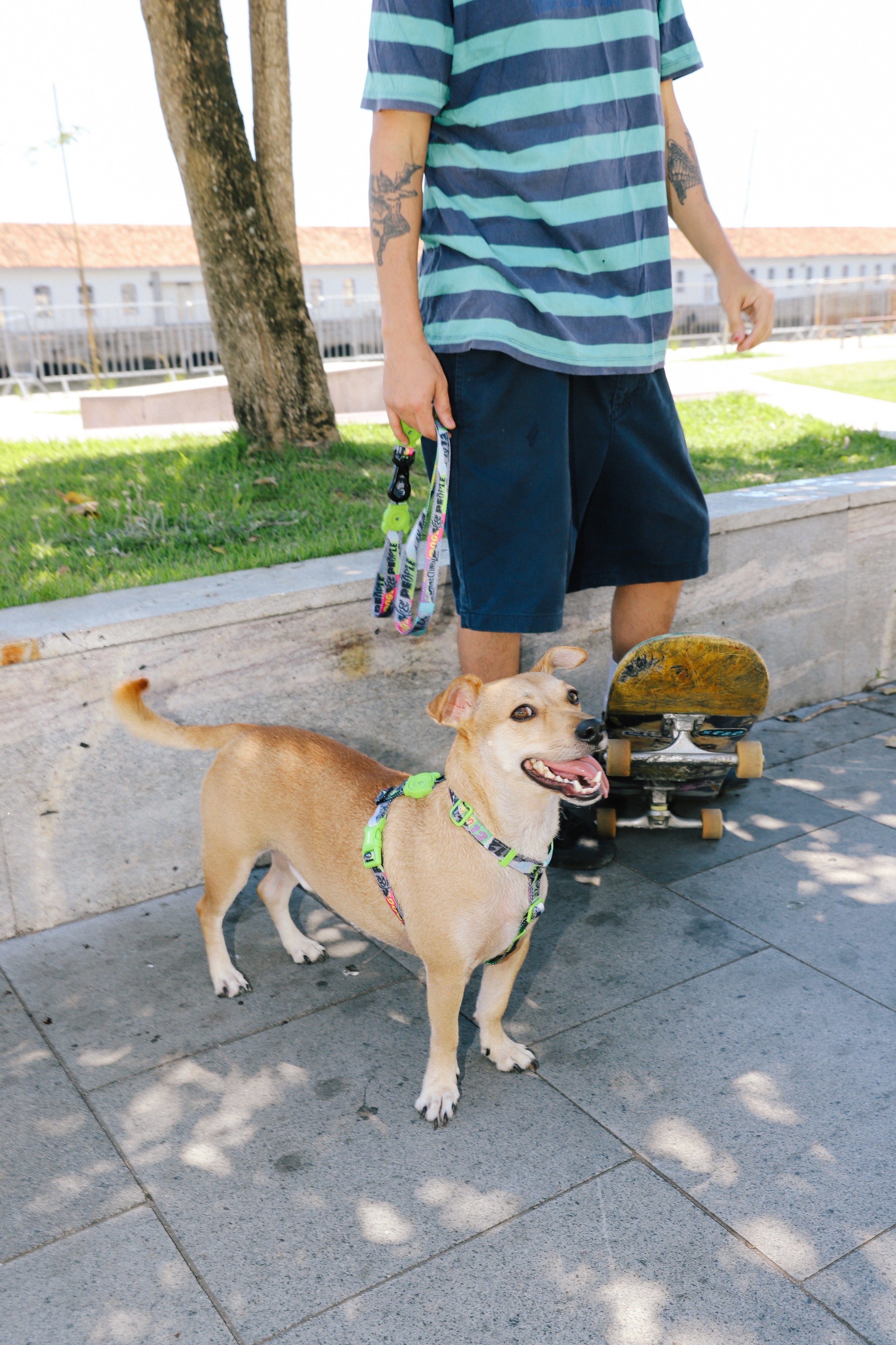 Correa para Perros Manifesto - Colección LOZT de Zee.Dog