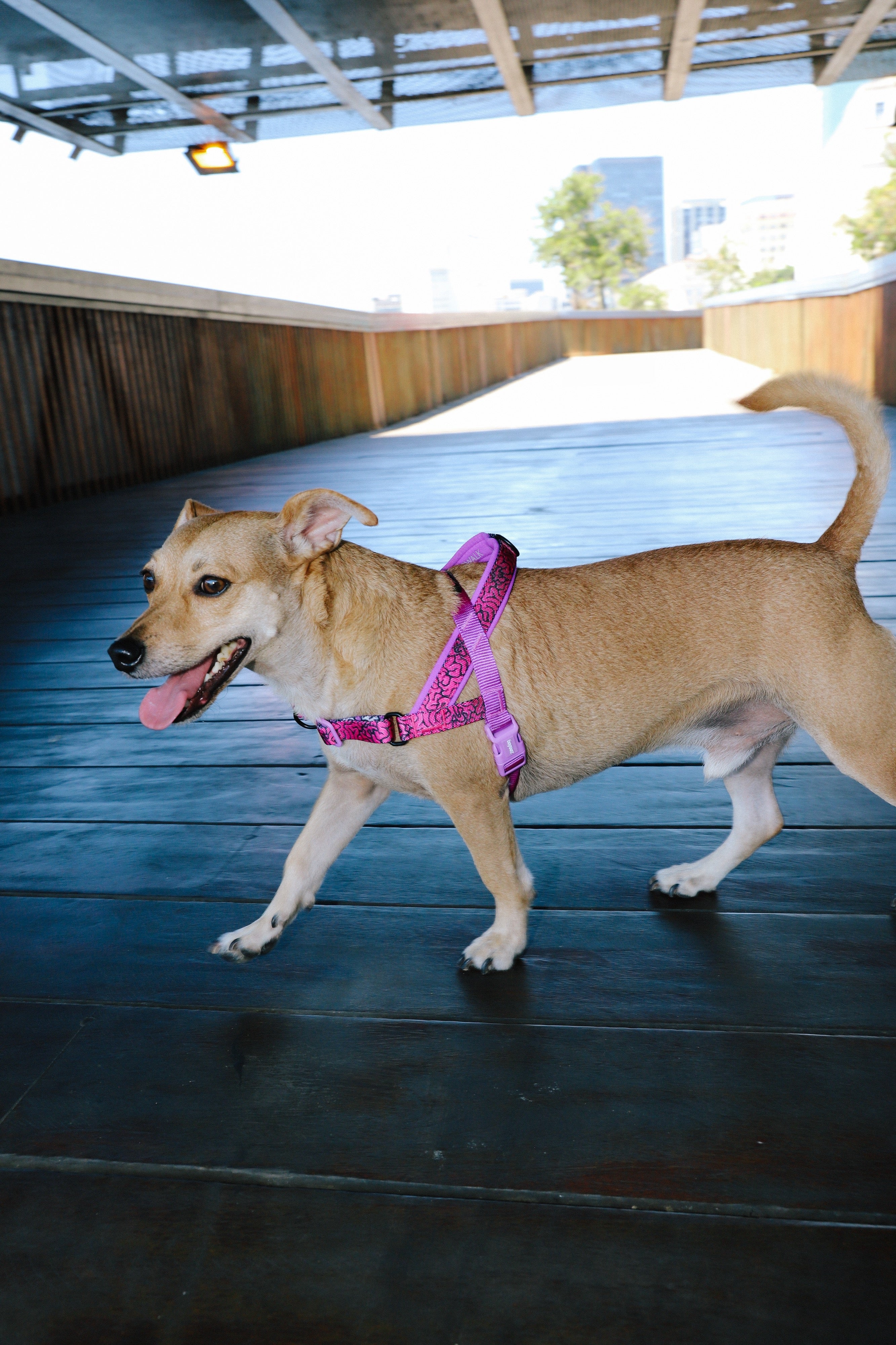 Arnés Anti-Tirones Brain - Softer Walk Harness Colección LOZT de Zee.Dog