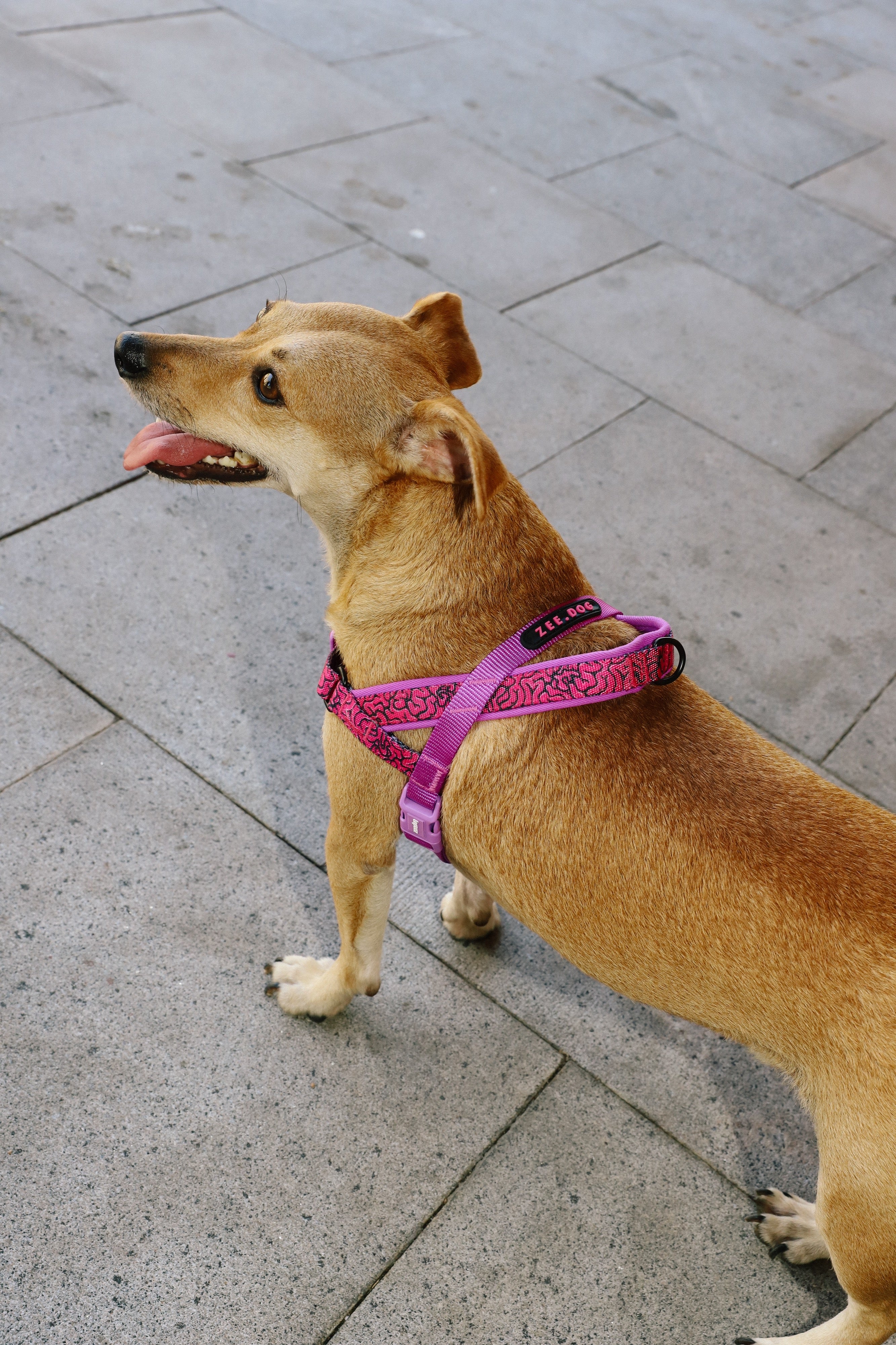 Arnés Anti-Tirones Brain - Softer Walk Harness Colección LOZT de Zee.Dog