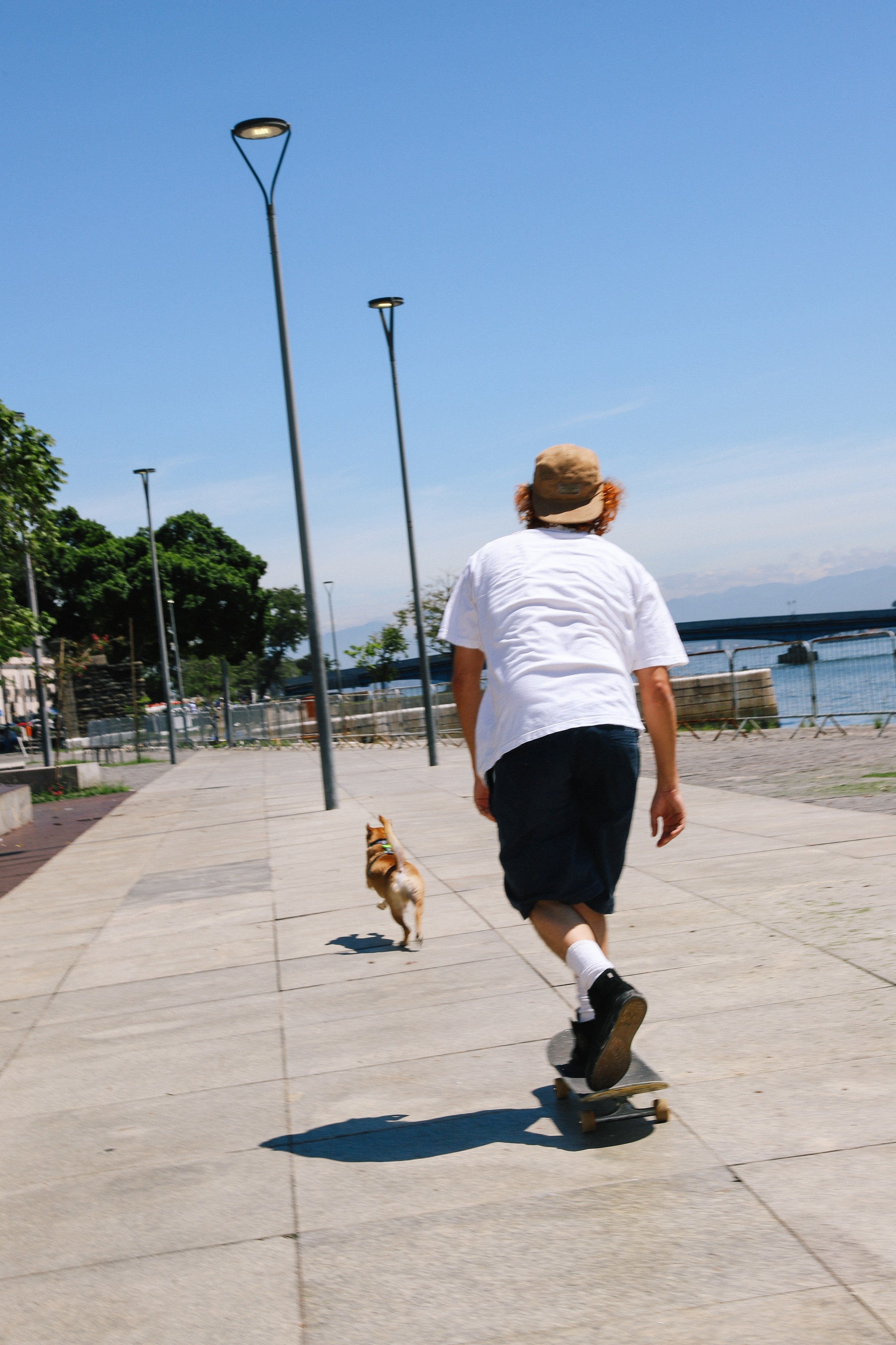 Correa para Perros Manifesto - Colección LOZT de Zee.Dog