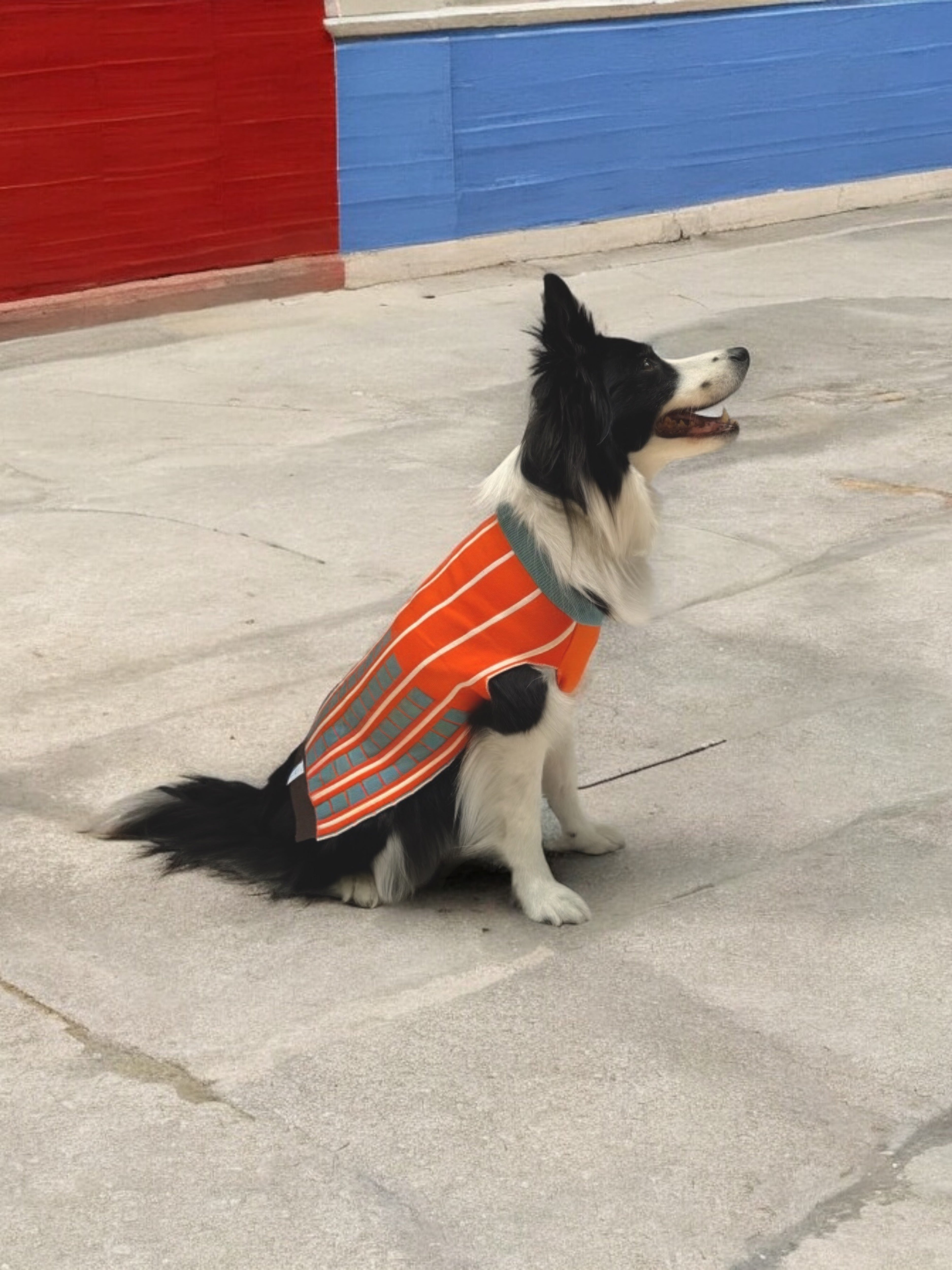 Suéter para Perros con Diseño de Líneas - Naranja