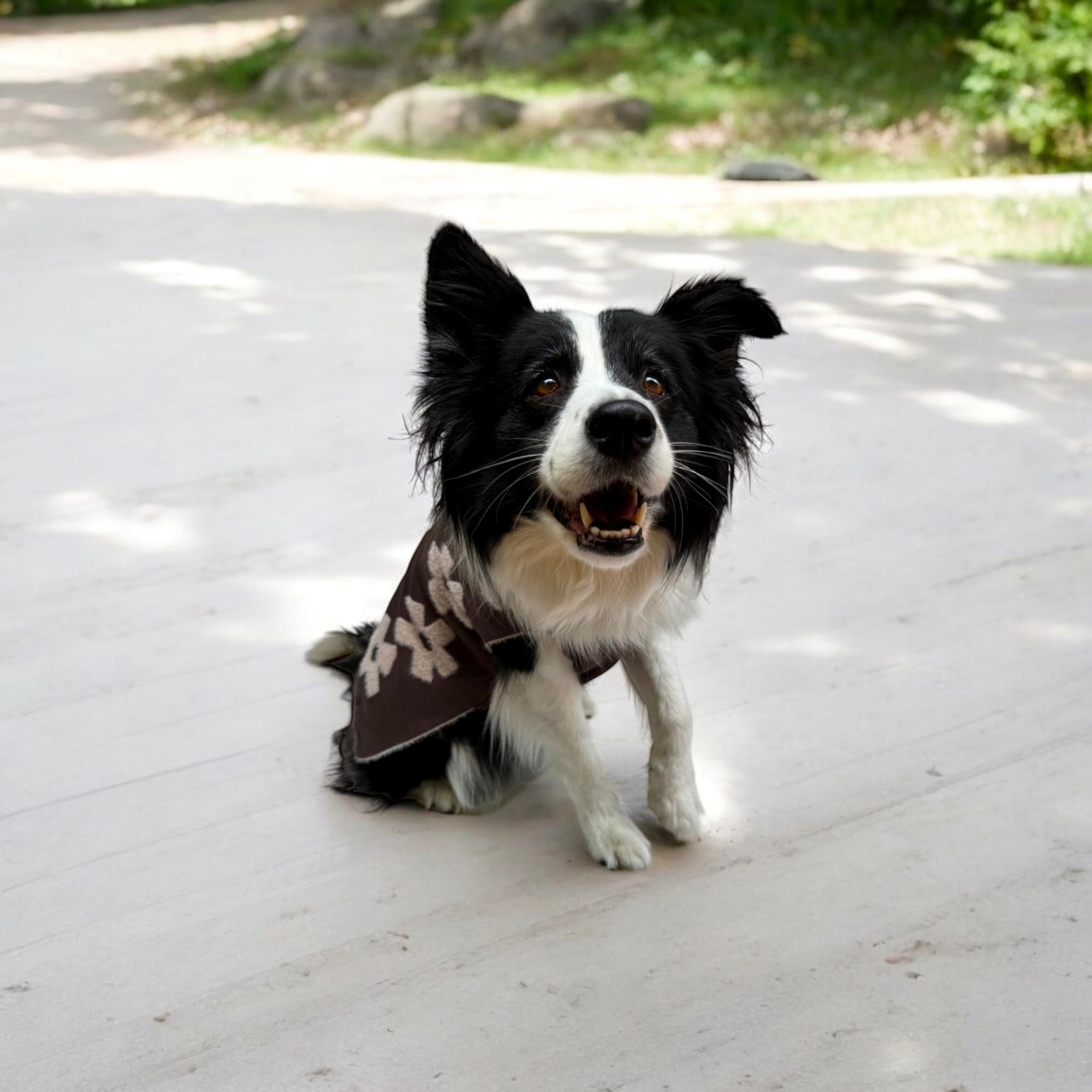 Suéter para Perros con Diseño de Flores - Café y Lila