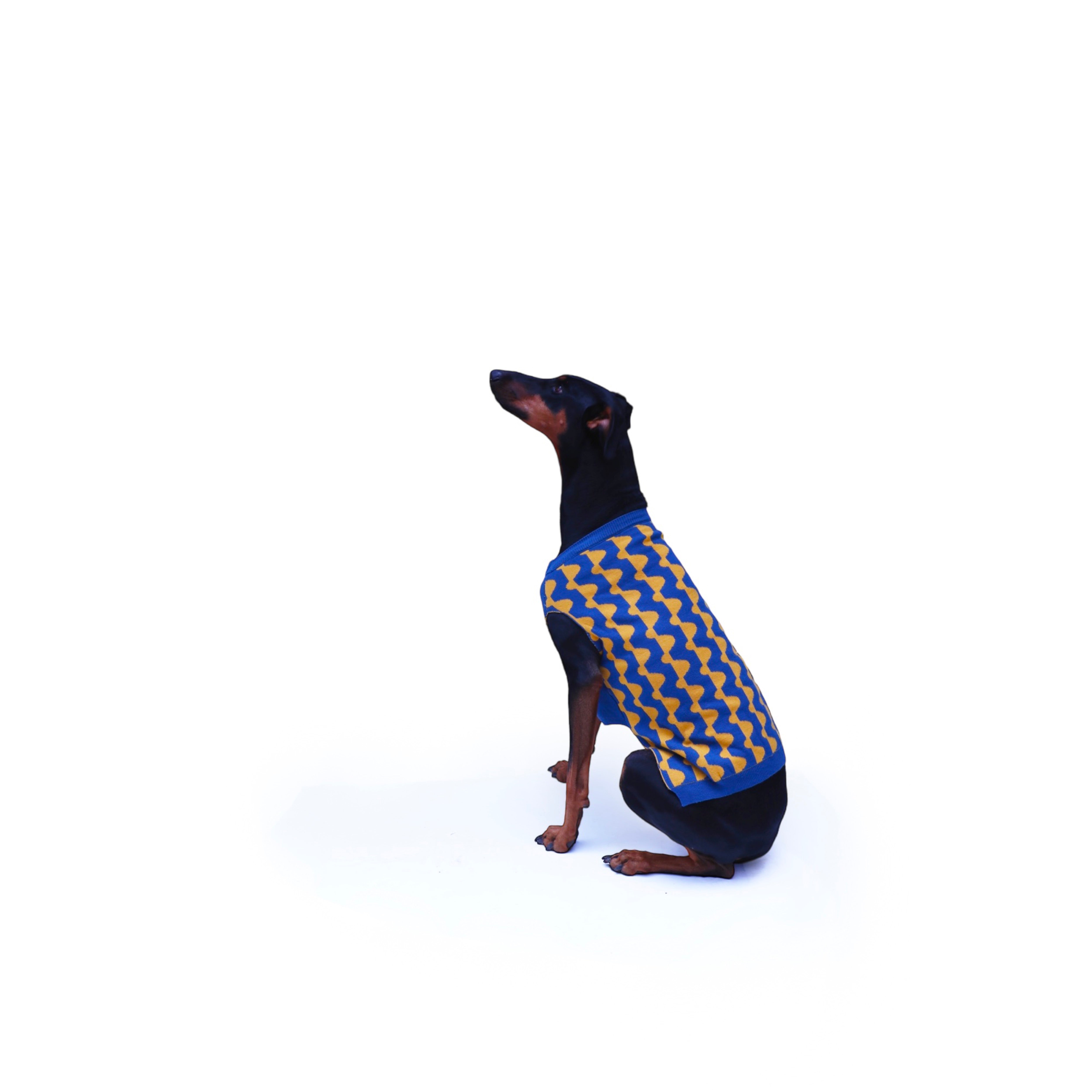 Suéter para Perros con Diseño de Lunares - Azul y Mostaza