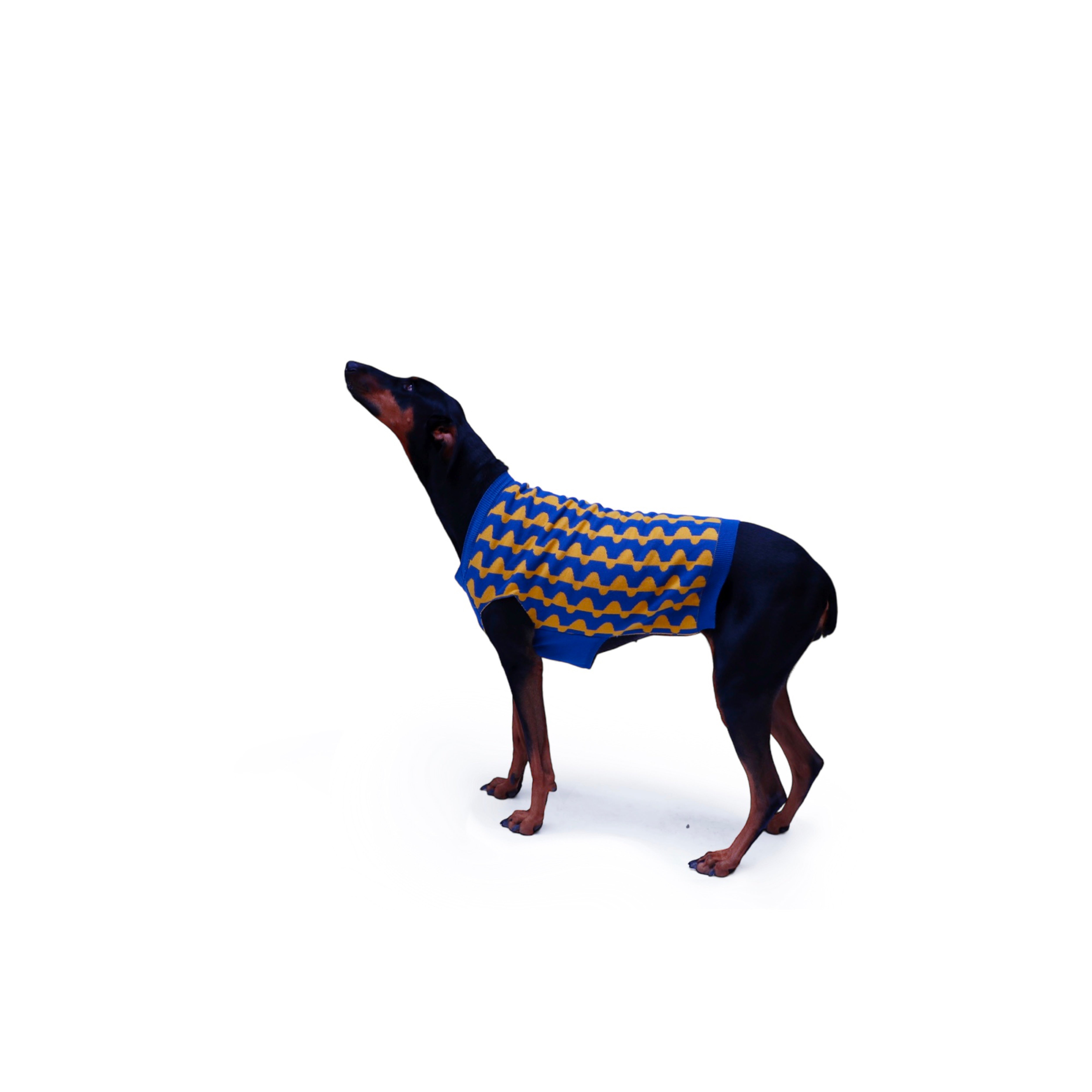 Suéter para Perros con Diseño de Lunares - Azul y Mostaza