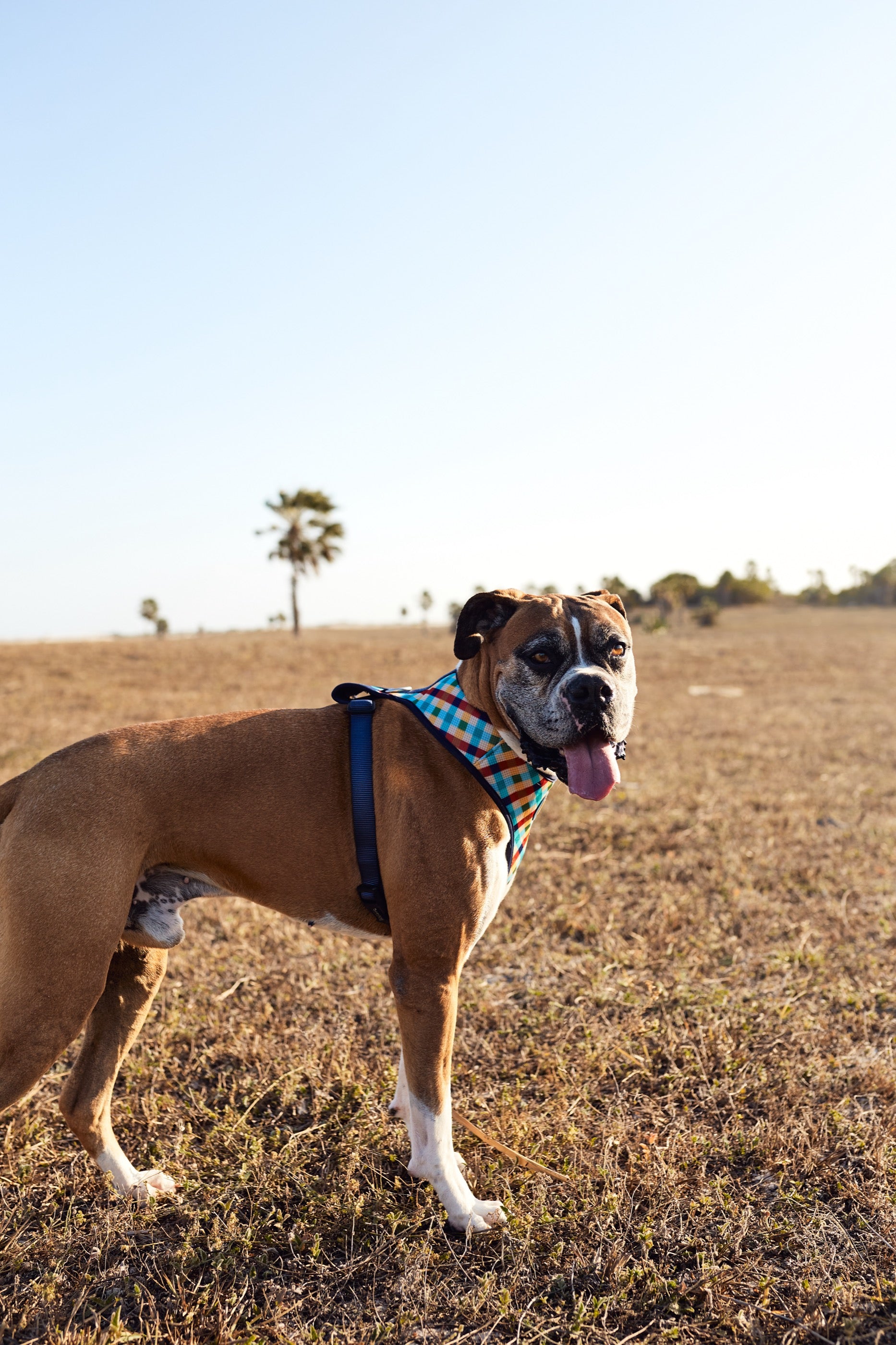 Arnés para Perros Phantom - Adjustable Air Mesh Zee.Dog