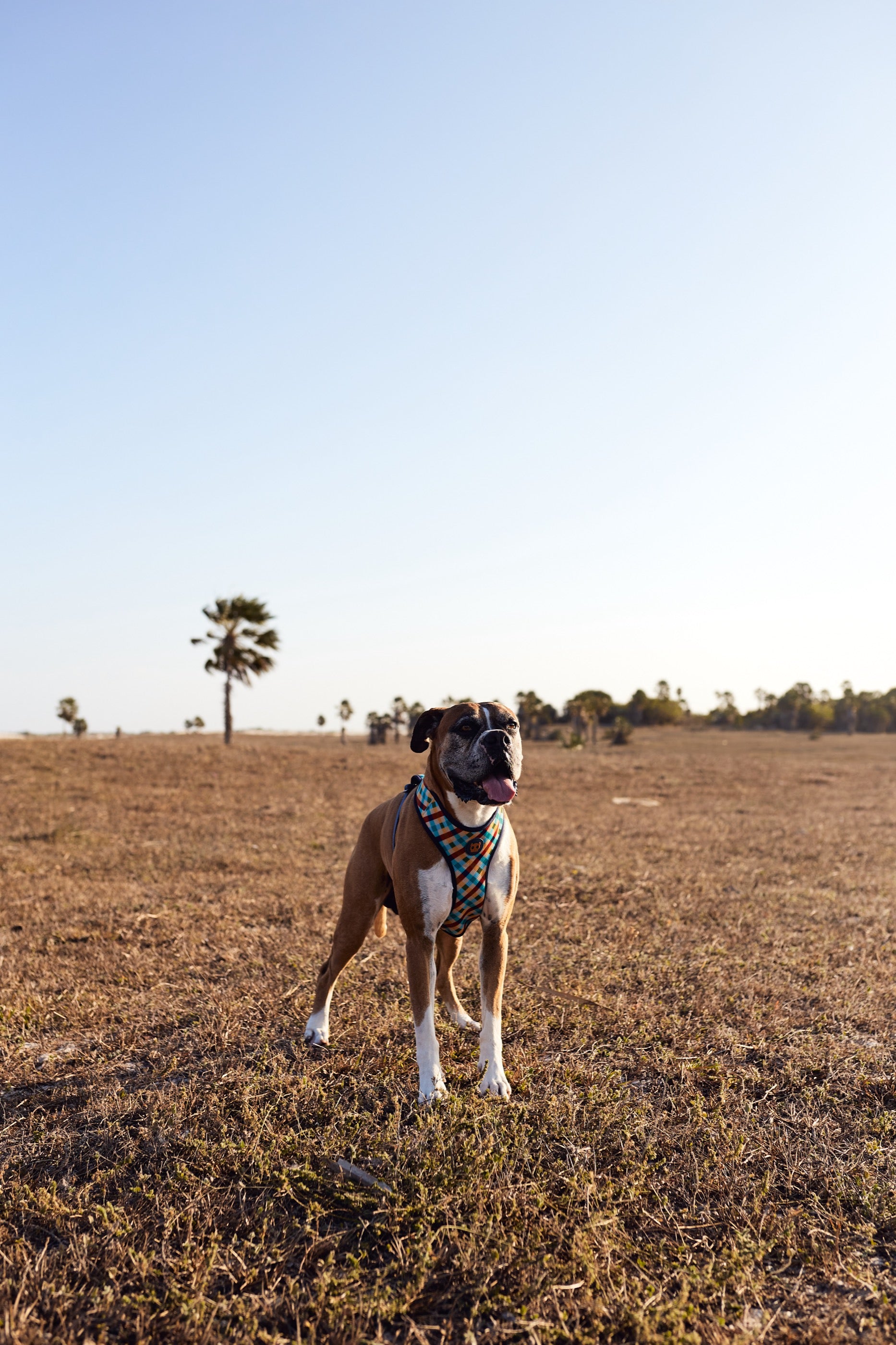 Arnés para Perros Phantom - Adjustable Air Mesh Zee.Dog