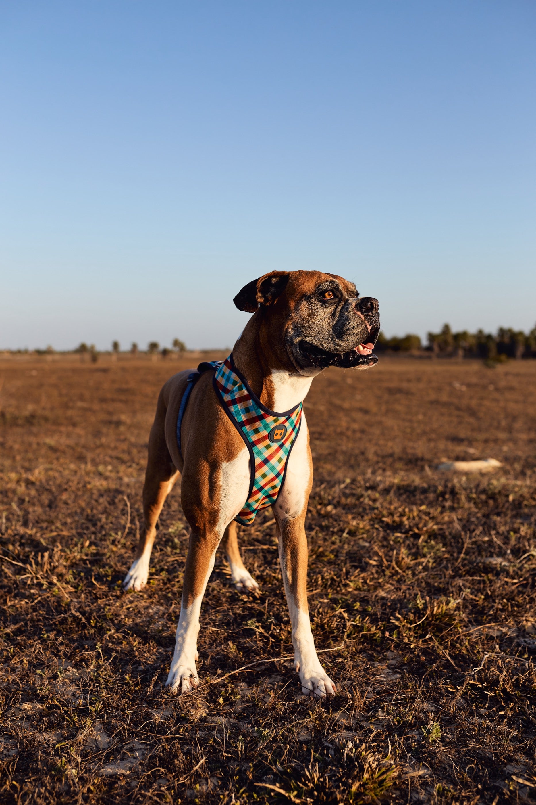 Arnés para Perros Phantom - Adjustable Air Mesh Zee.Dog