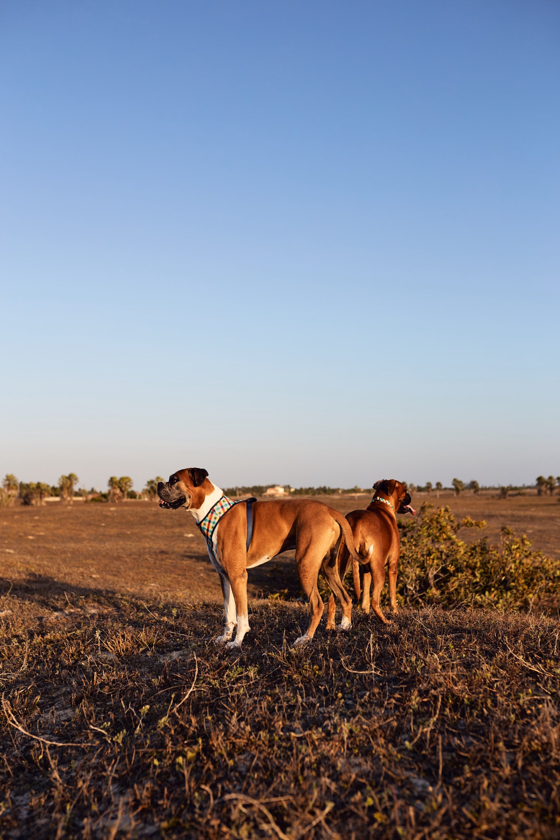 Arnés para Perros Phantom - Adjustable Air Mesh Zee.Dog