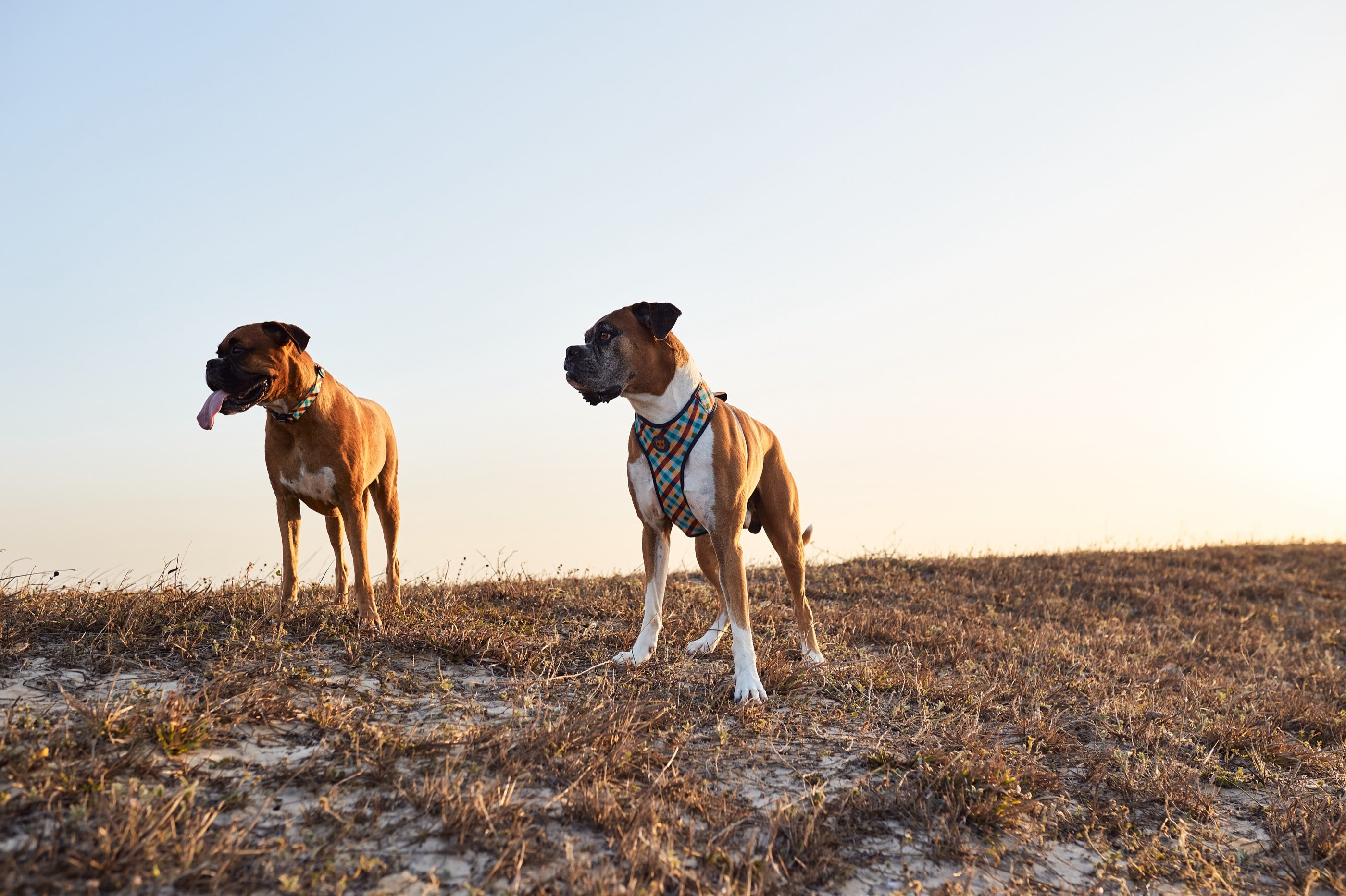 Arnés para Perros Phantom - Adjustable Air Mesh Zee.Dog