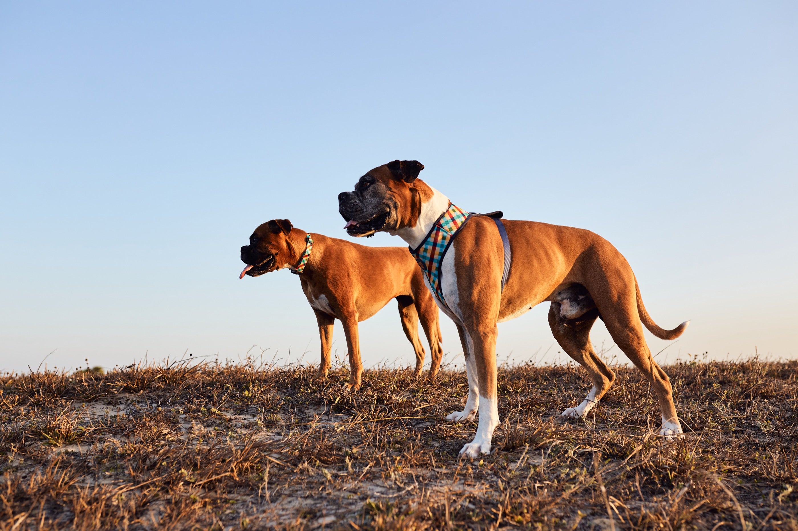 Arnés para Perros Phantom - Adjustable Air Mesh Zee.Dog