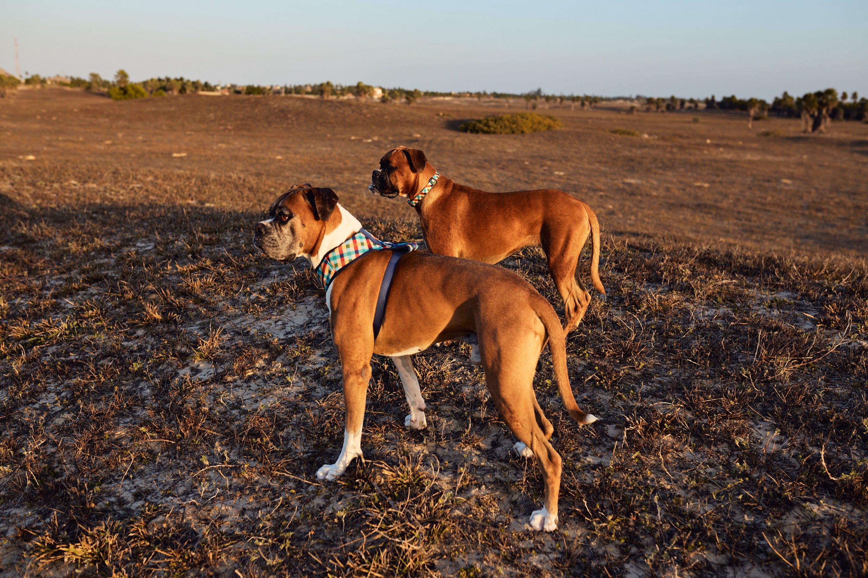 Arnés para Perros Phantom - Adjustable Air Mesh Zee.Dog