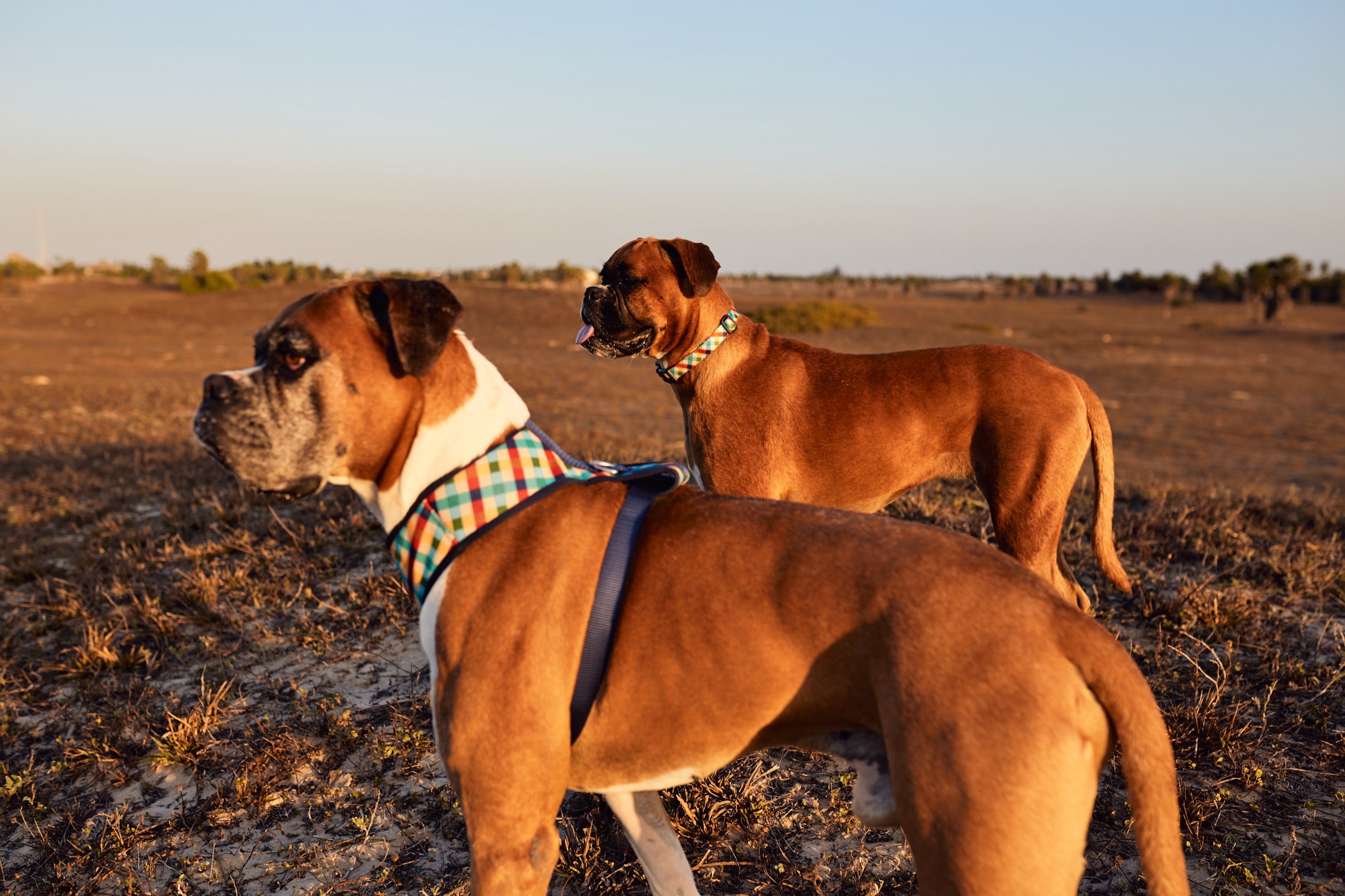 Arnés para Perros Phantom - Adjustable Air Mesh Zee.Dog