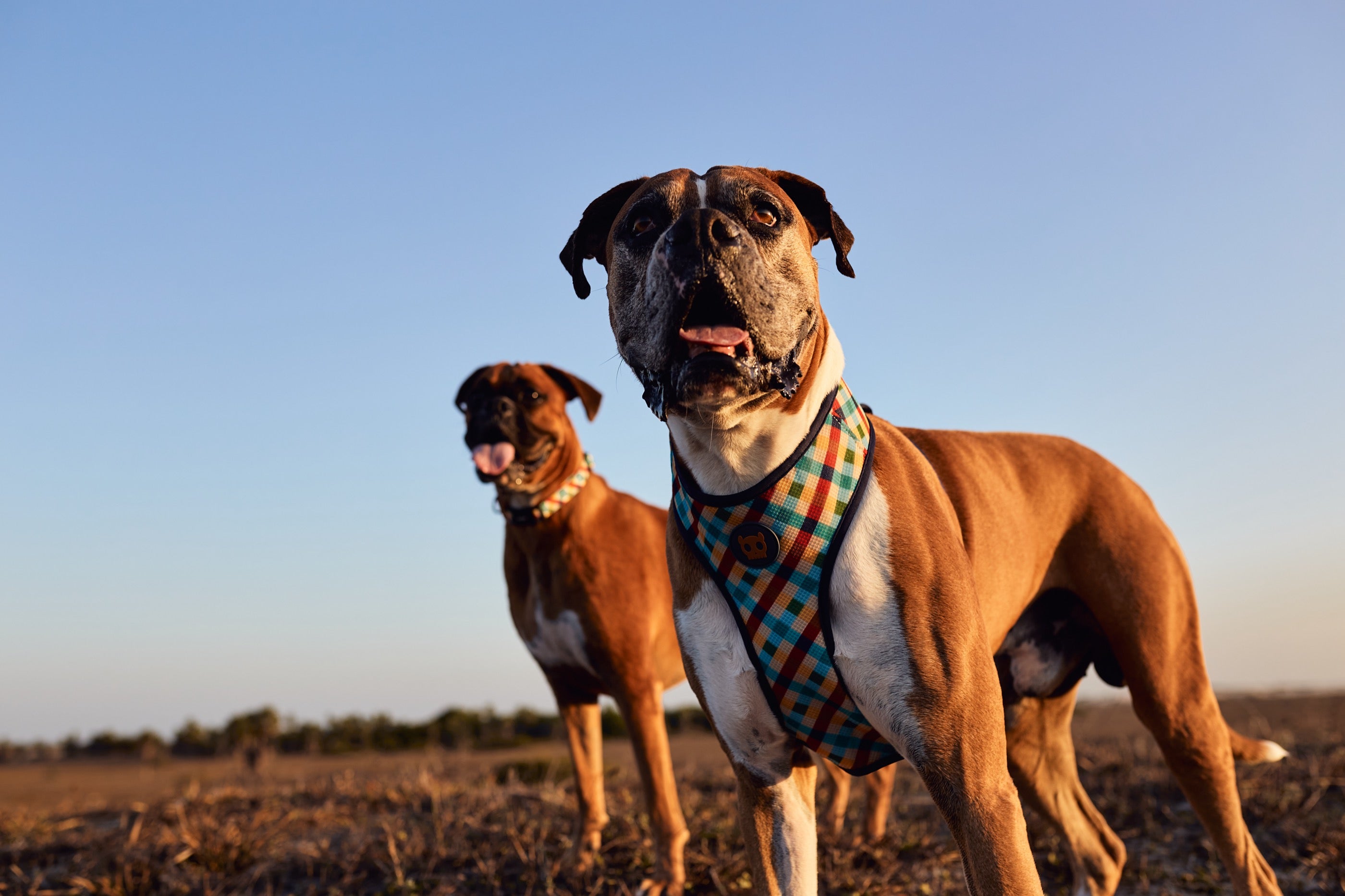 Arnés para Perros Phantom - Adjustable Air Mesh Zee.Dog