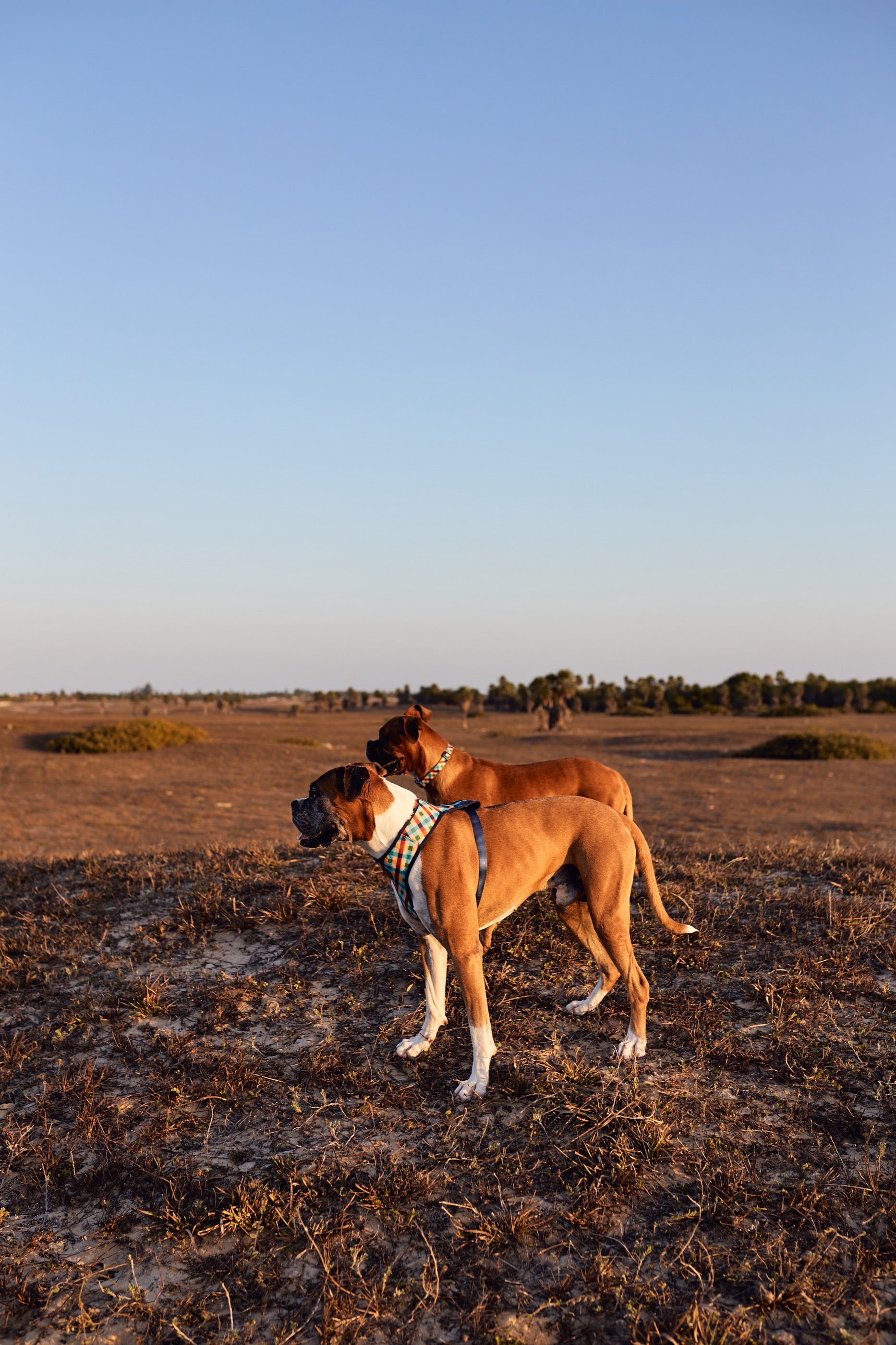 Arnés para Perros Phantom - Adjustable Air Mesh Zee.Dog