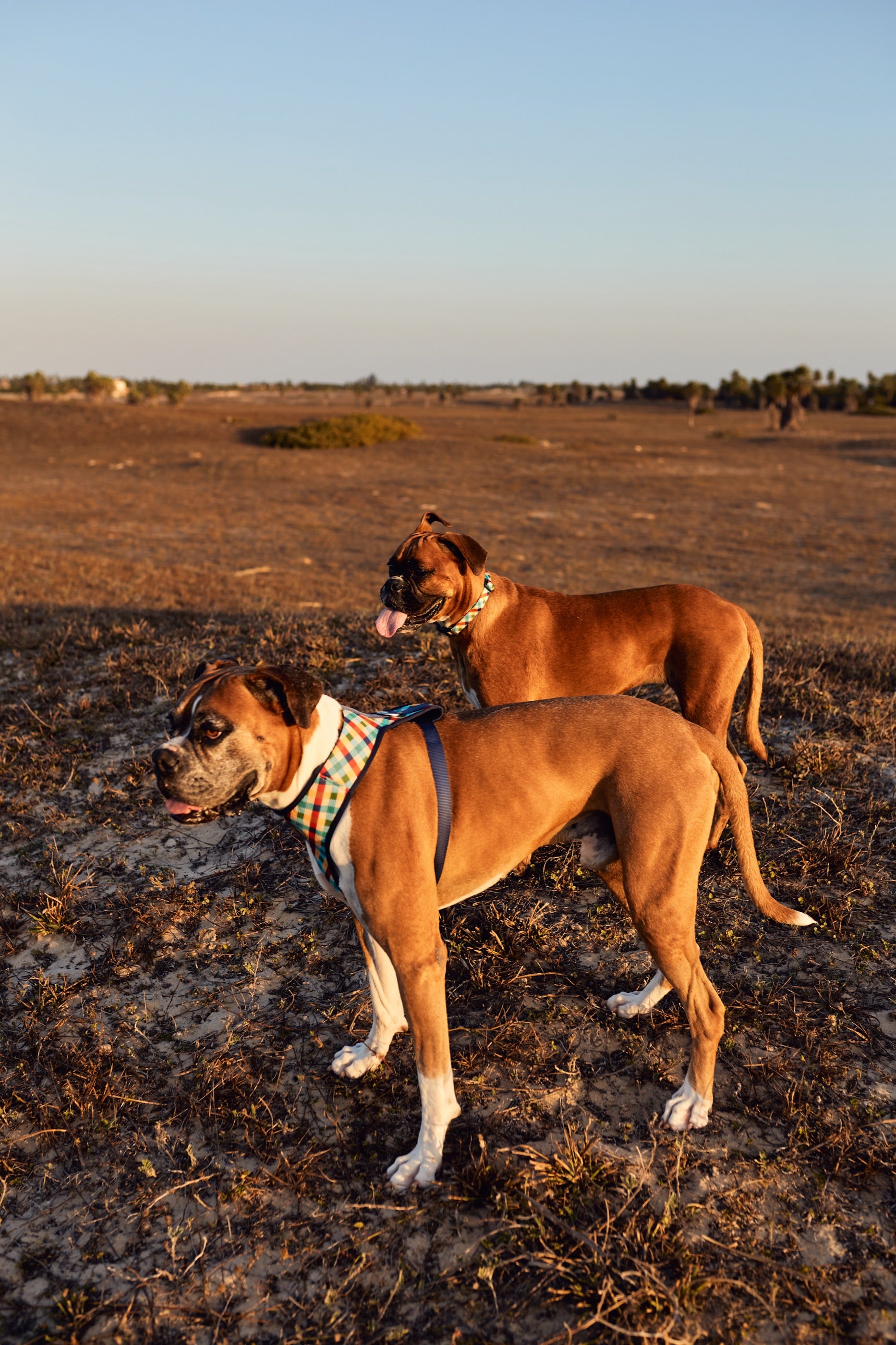 Arnés para Perros Phantom - Adjustable Air Mesh Zee.Dog