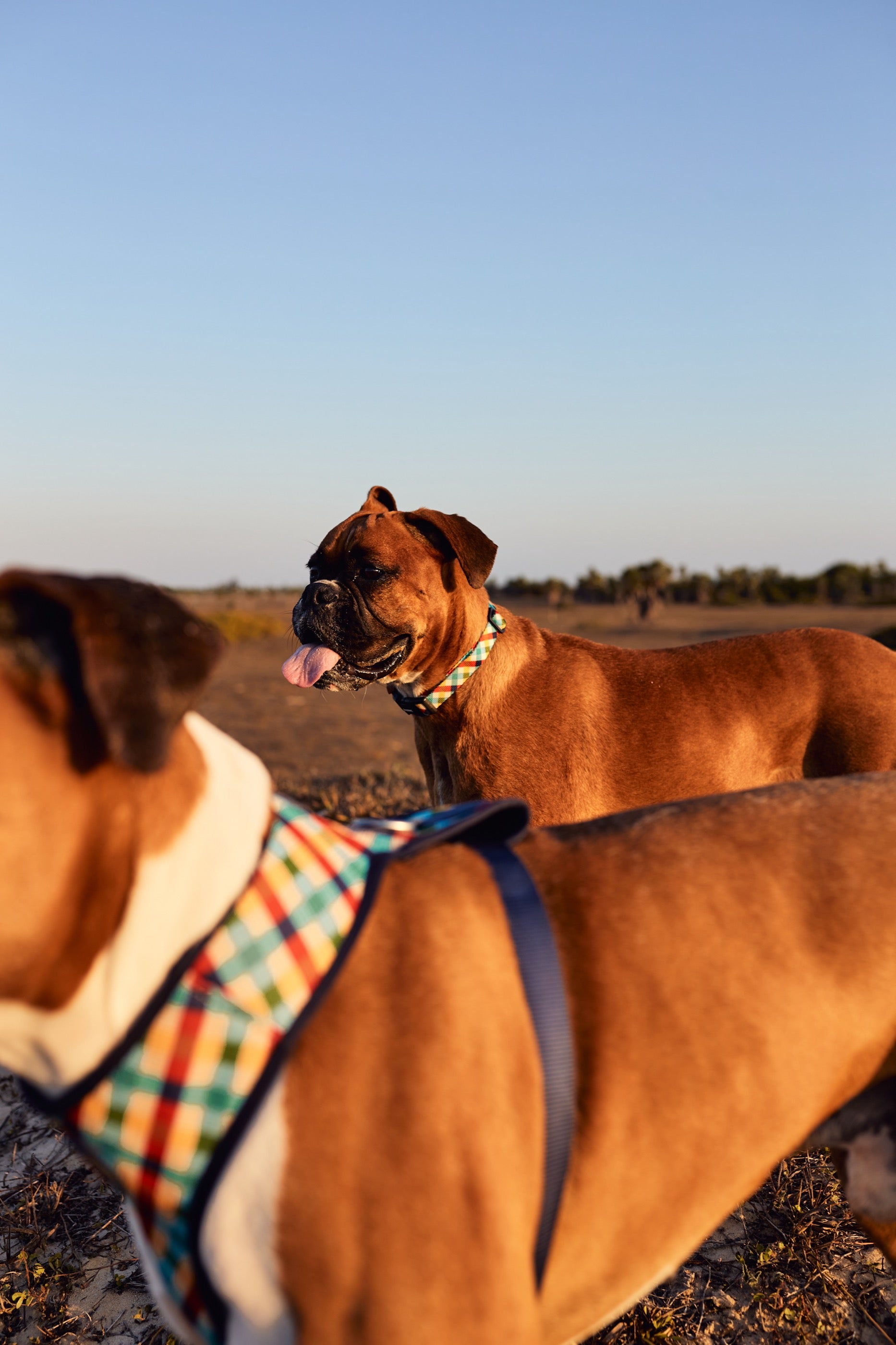 Arnés para Perros Phantom - Adjustable Air Mesh Zee.Dog