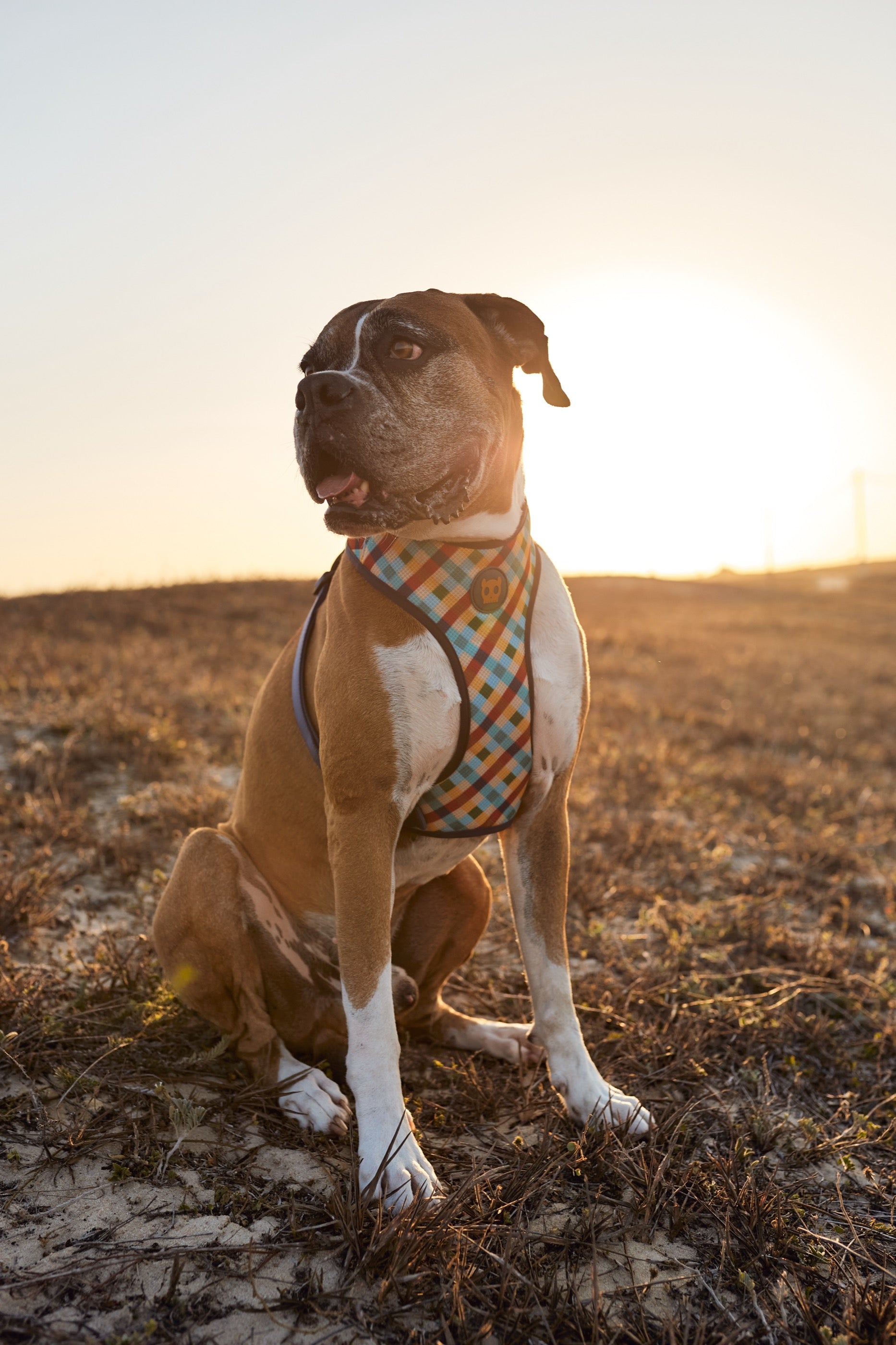 Arnés para Perros Phantom - Adjustable Air Mesh Zee.Dog