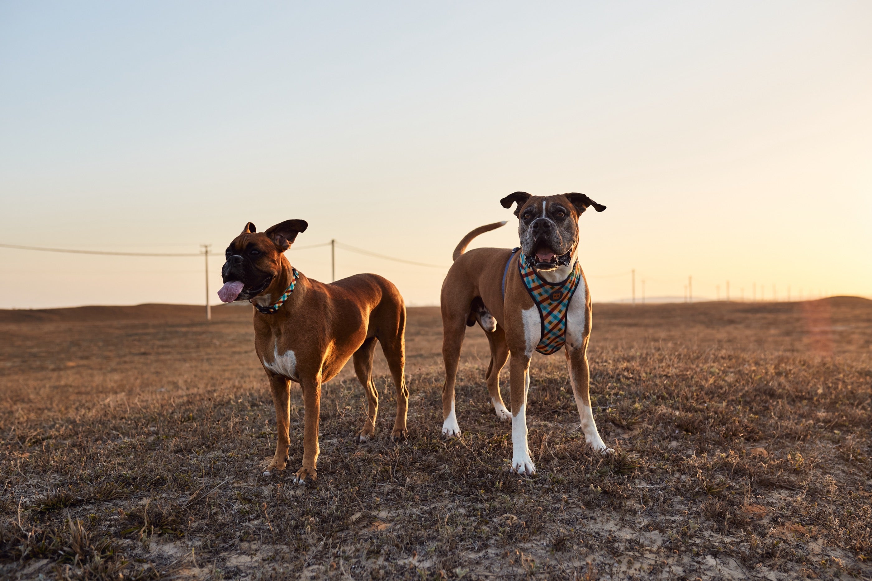 Arnés para Perros Phantom - Adjustable Air Mesh Zee.Dog