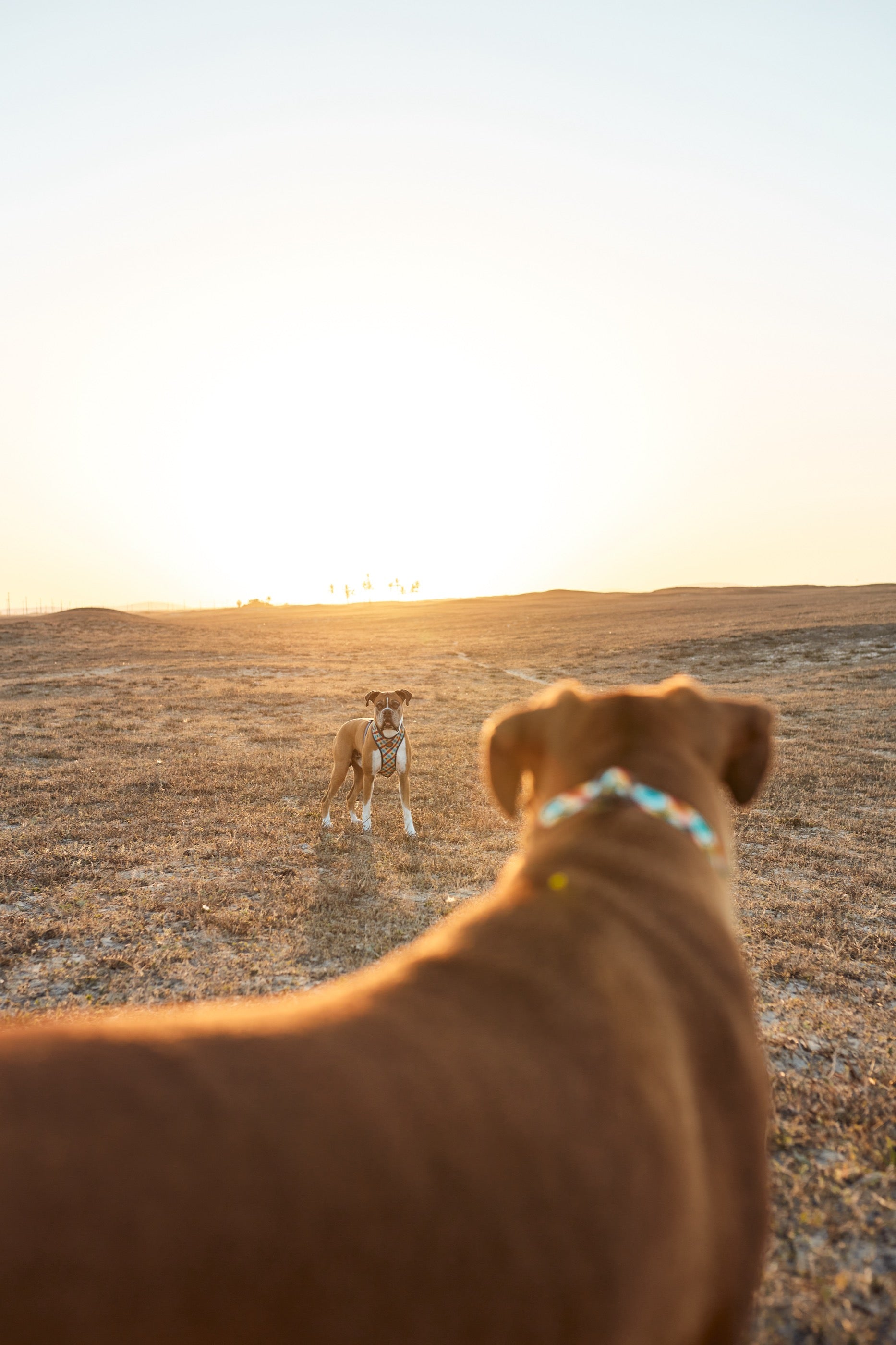 Arnés para Perros Phantom - Adjustable Air Mesh Zee.Dog